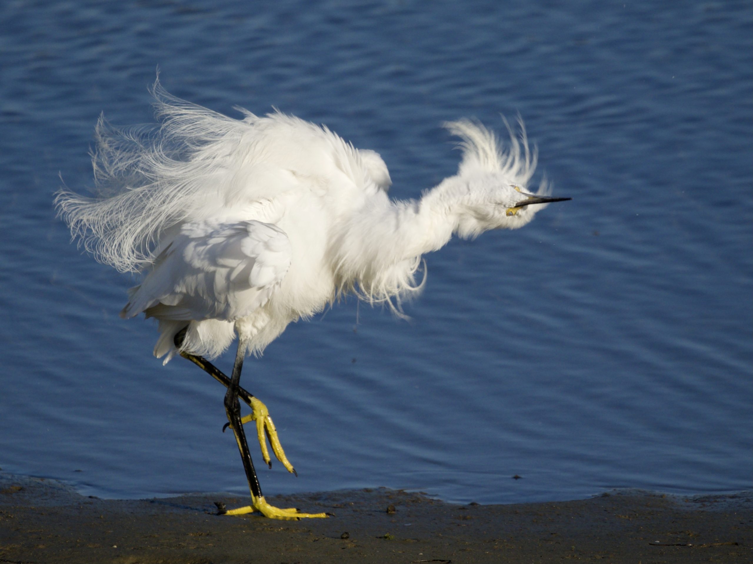 Snowy Egret with Ruffled Feathers