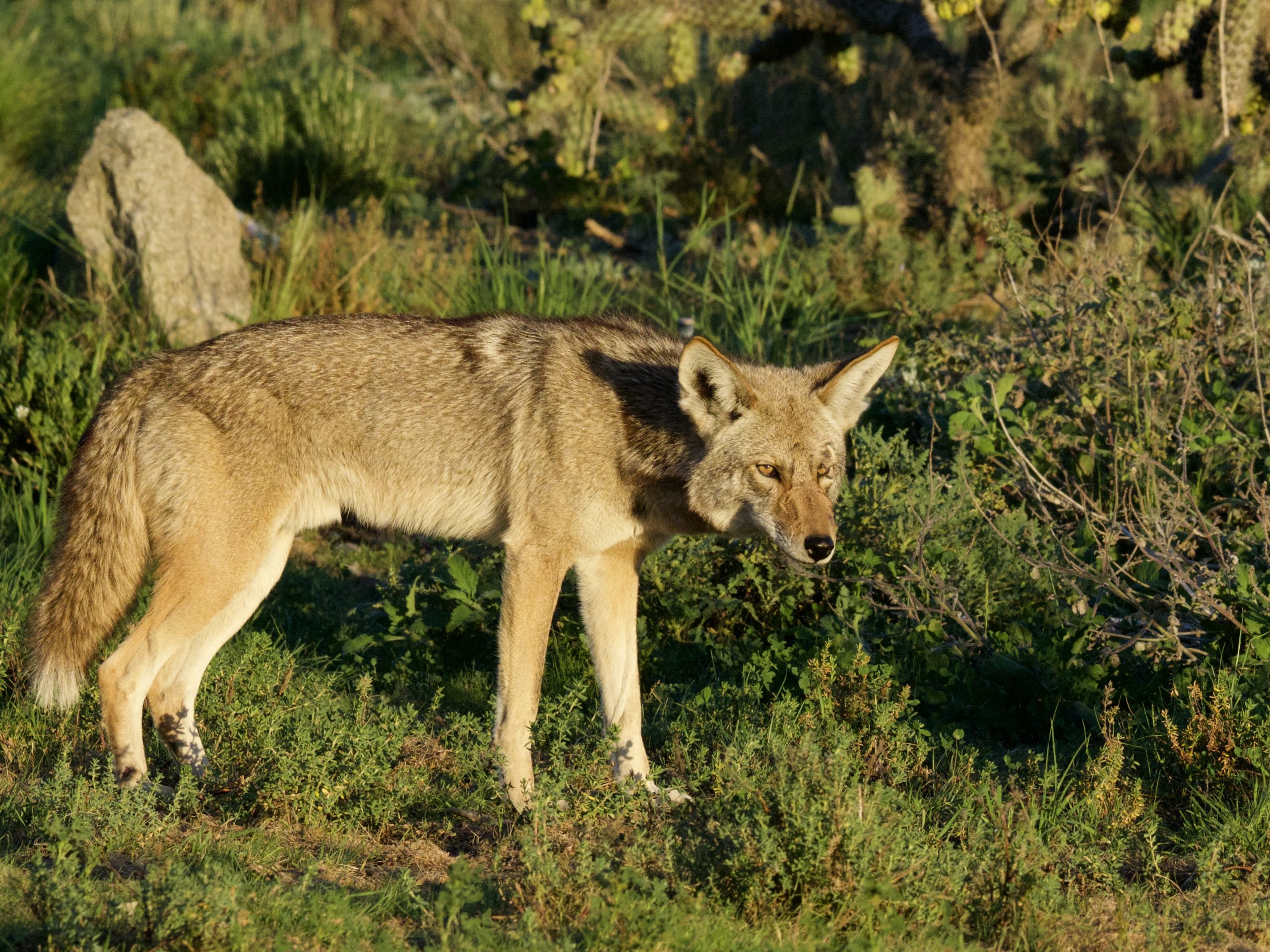 Coyote at Sunset in Bolsa Chica Ecological Reserve