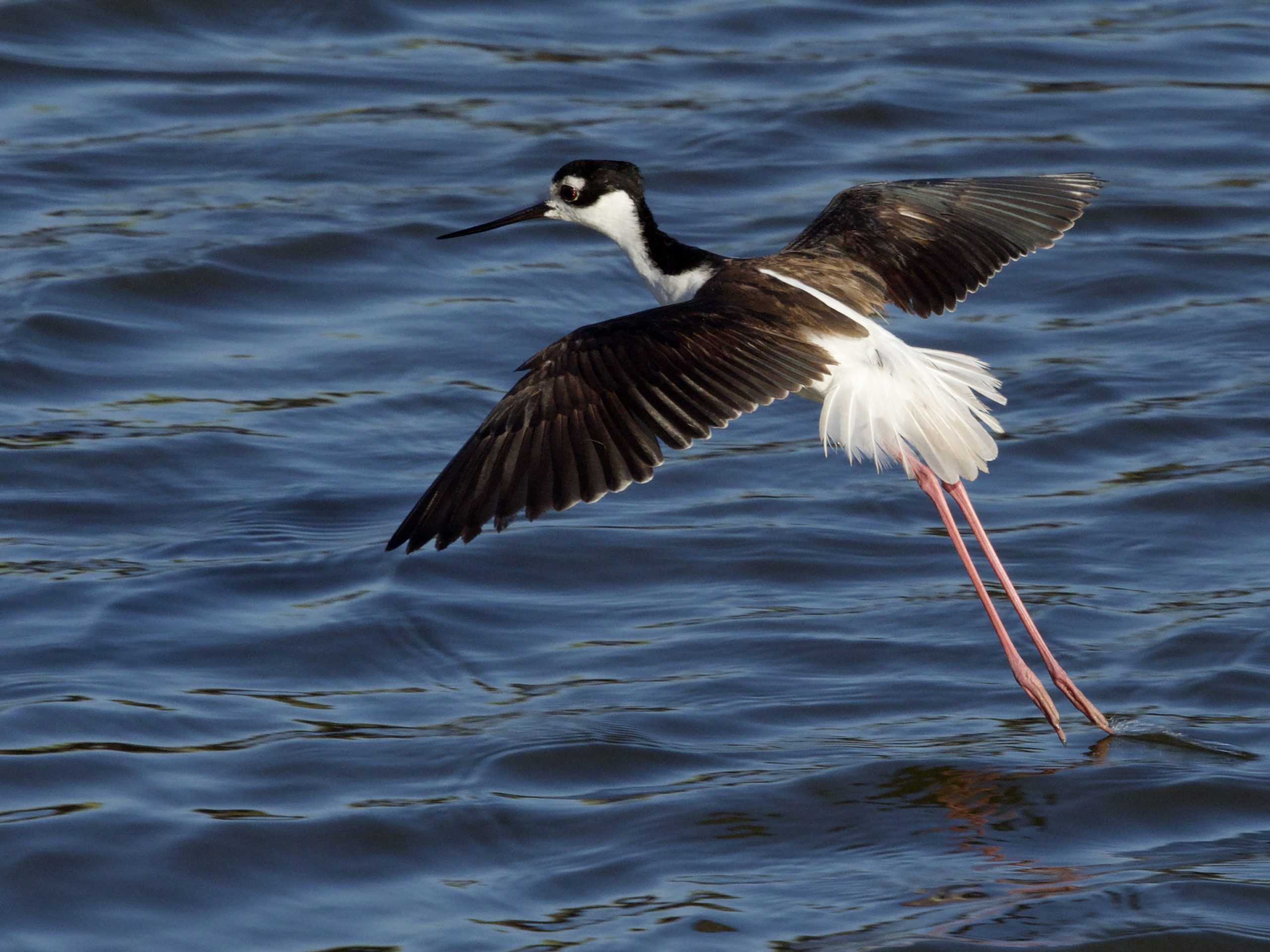 Black-necked Stilt in flight at Bolsa Chica Wetlands