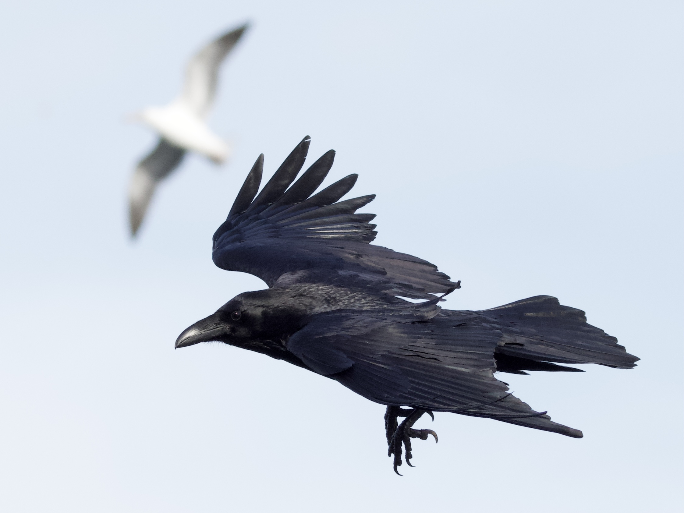 Common Raven in Flight with Gull