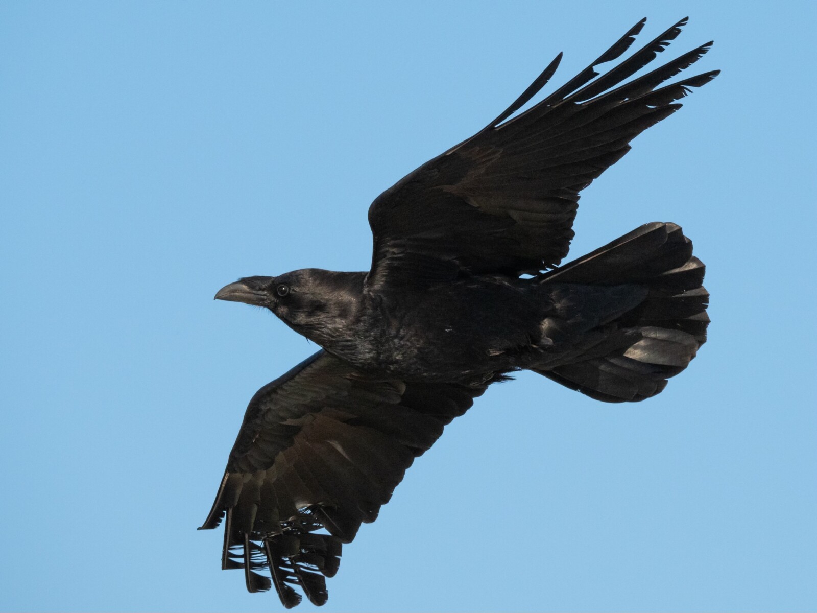 Common Raven in Flight