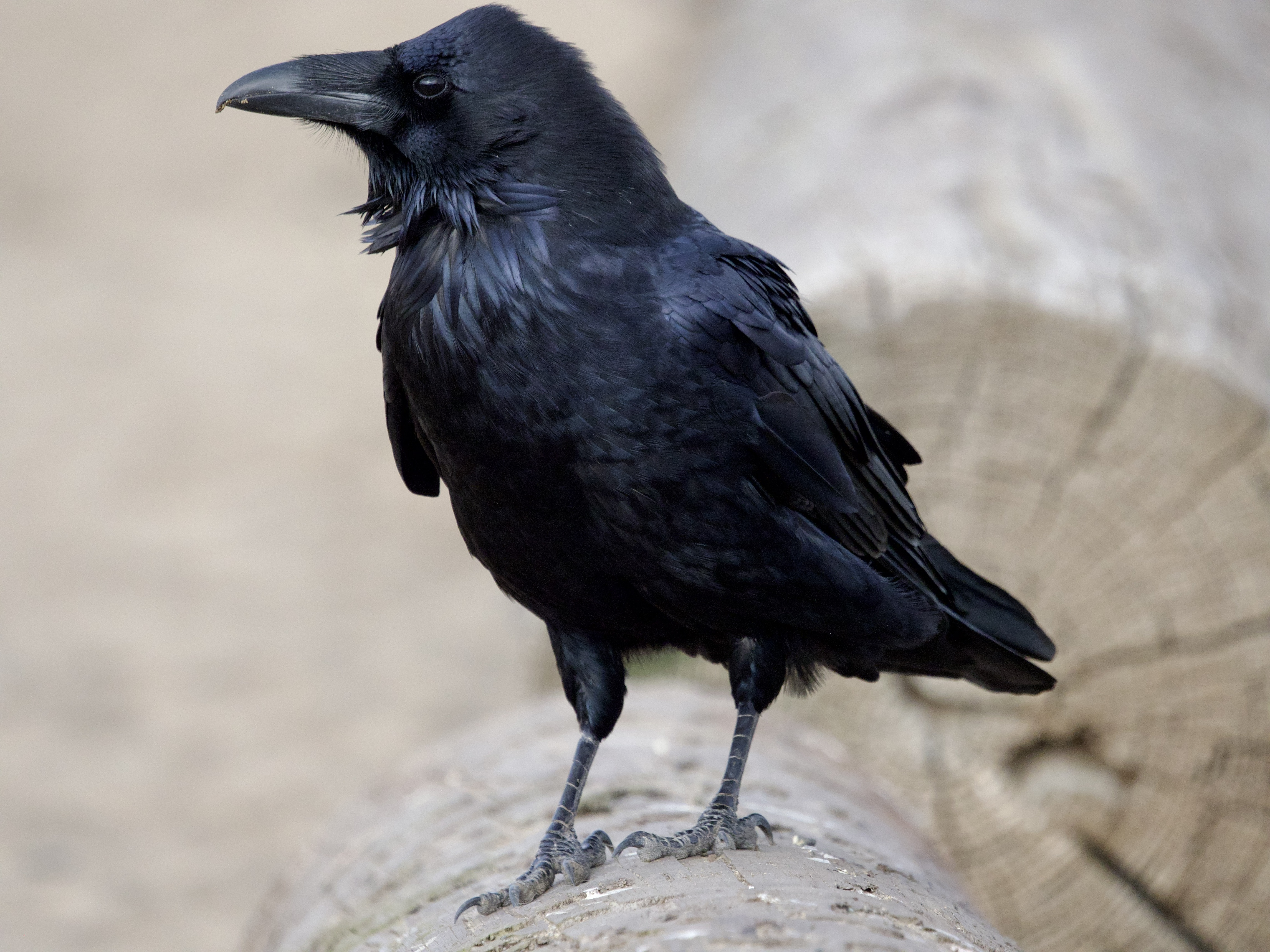 Common Raven on Log
