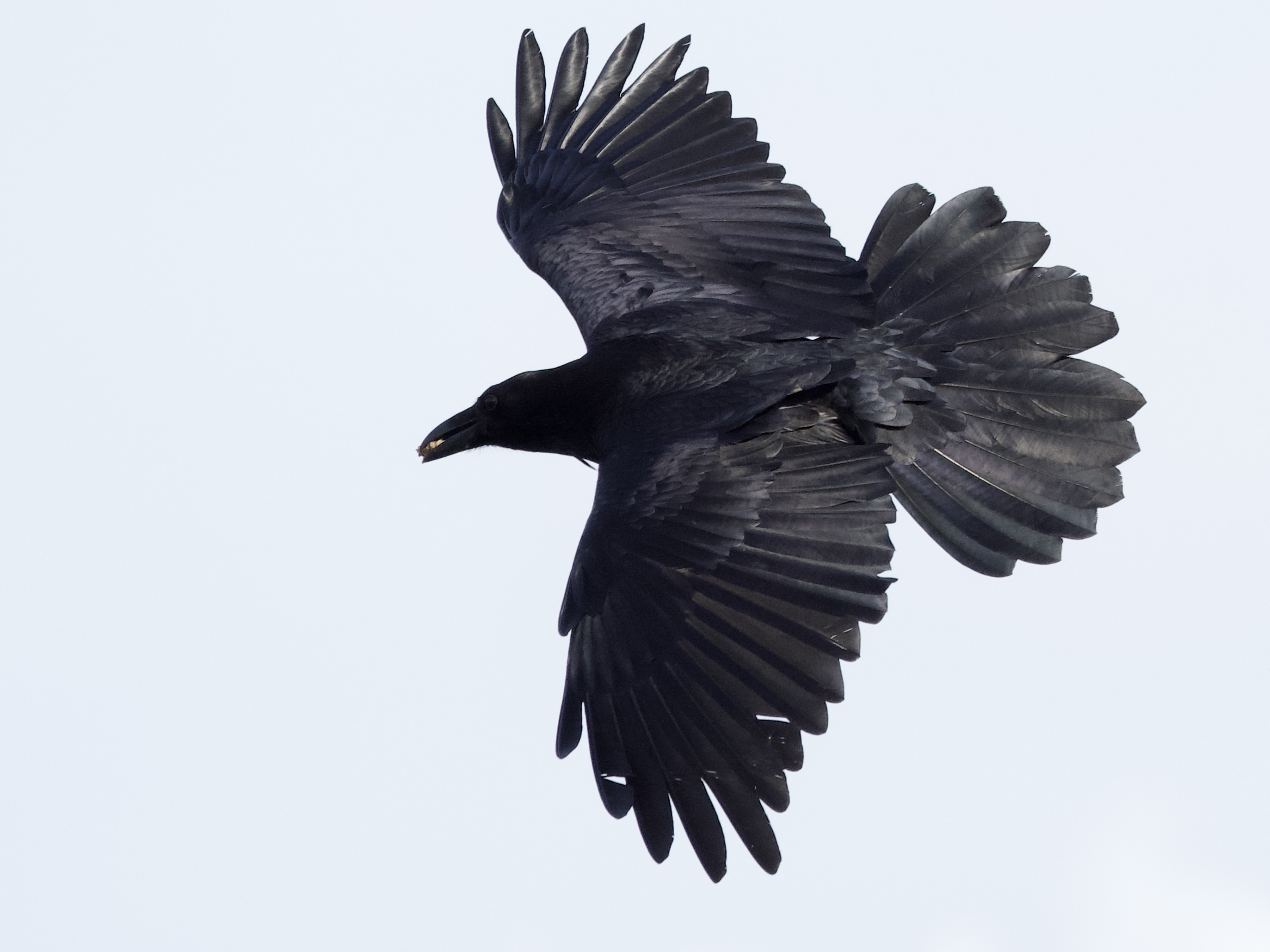 Common Raven in Flight Over San Francisco