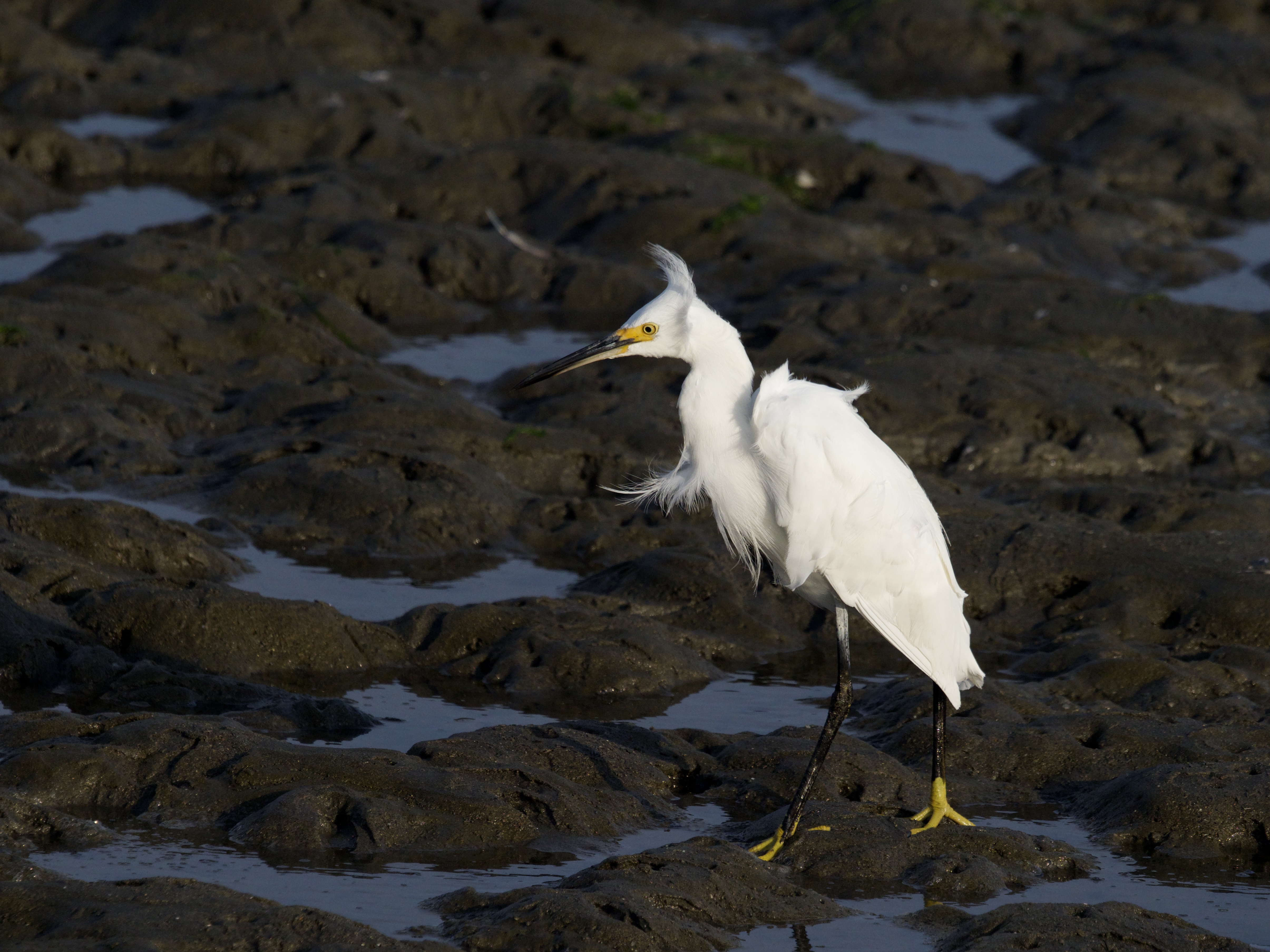 Snowy Egret on Mud Flats
