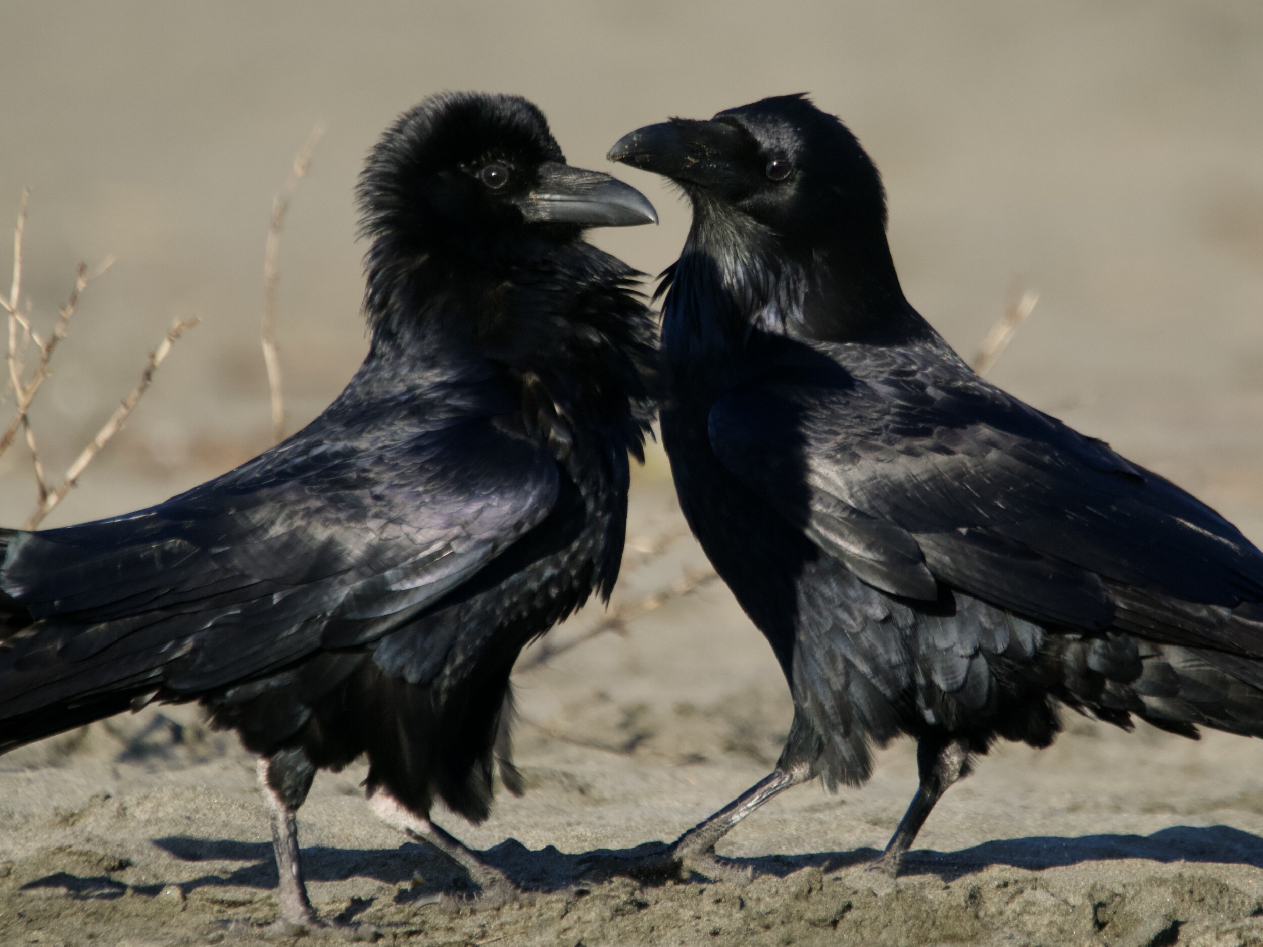 Common Raven Pair at Fort Funston