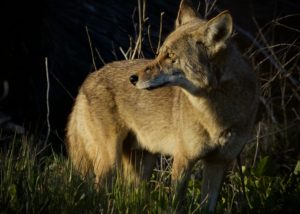 Coyote in sunset light at Bolsa Chica