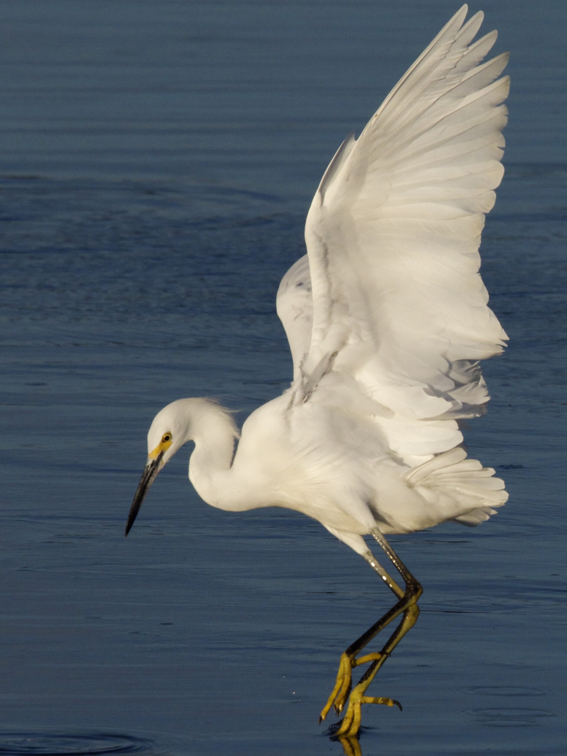 Snowy Egret Leaping for Fish