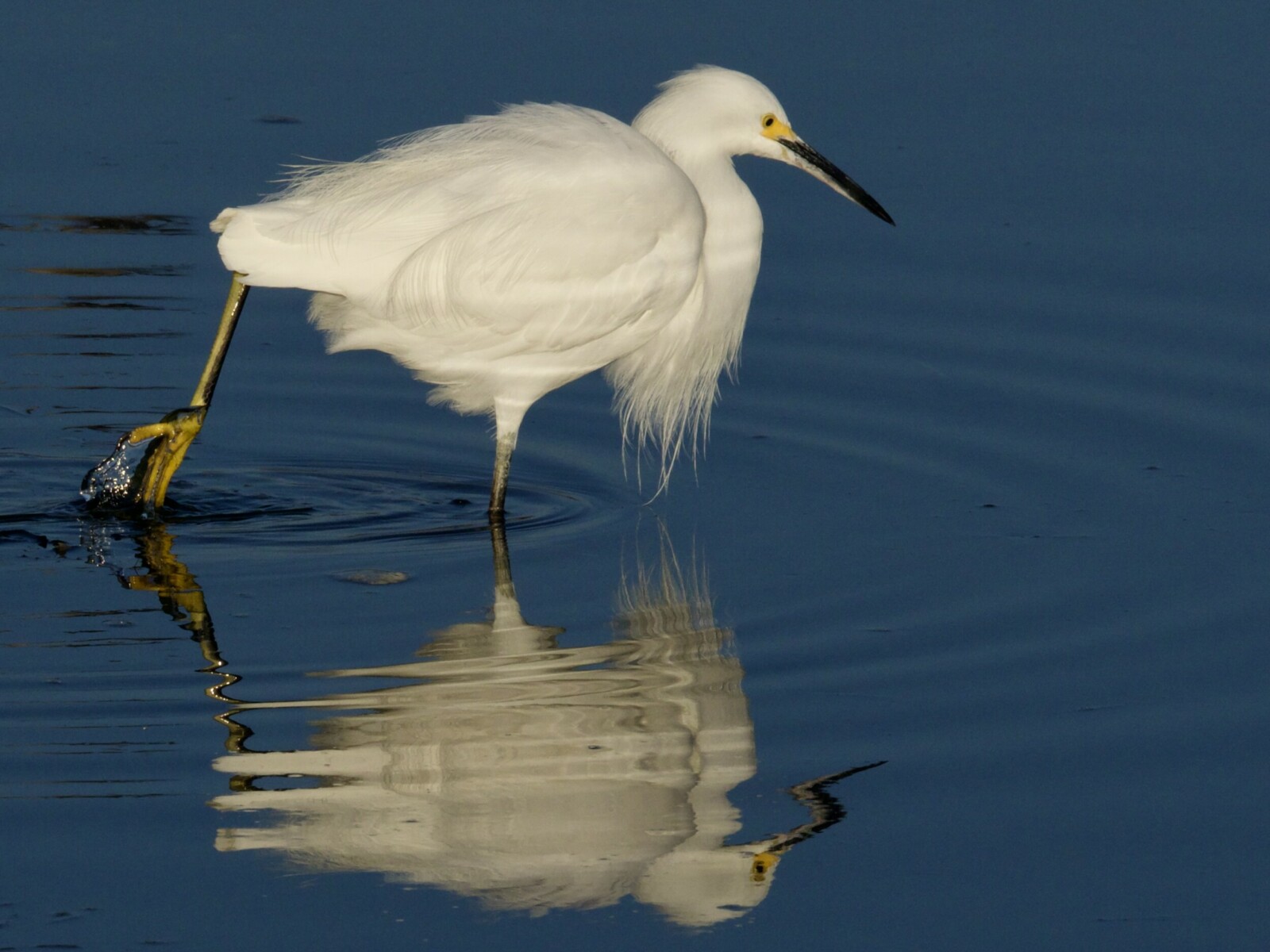 Snowy Egret Stirring the Waters