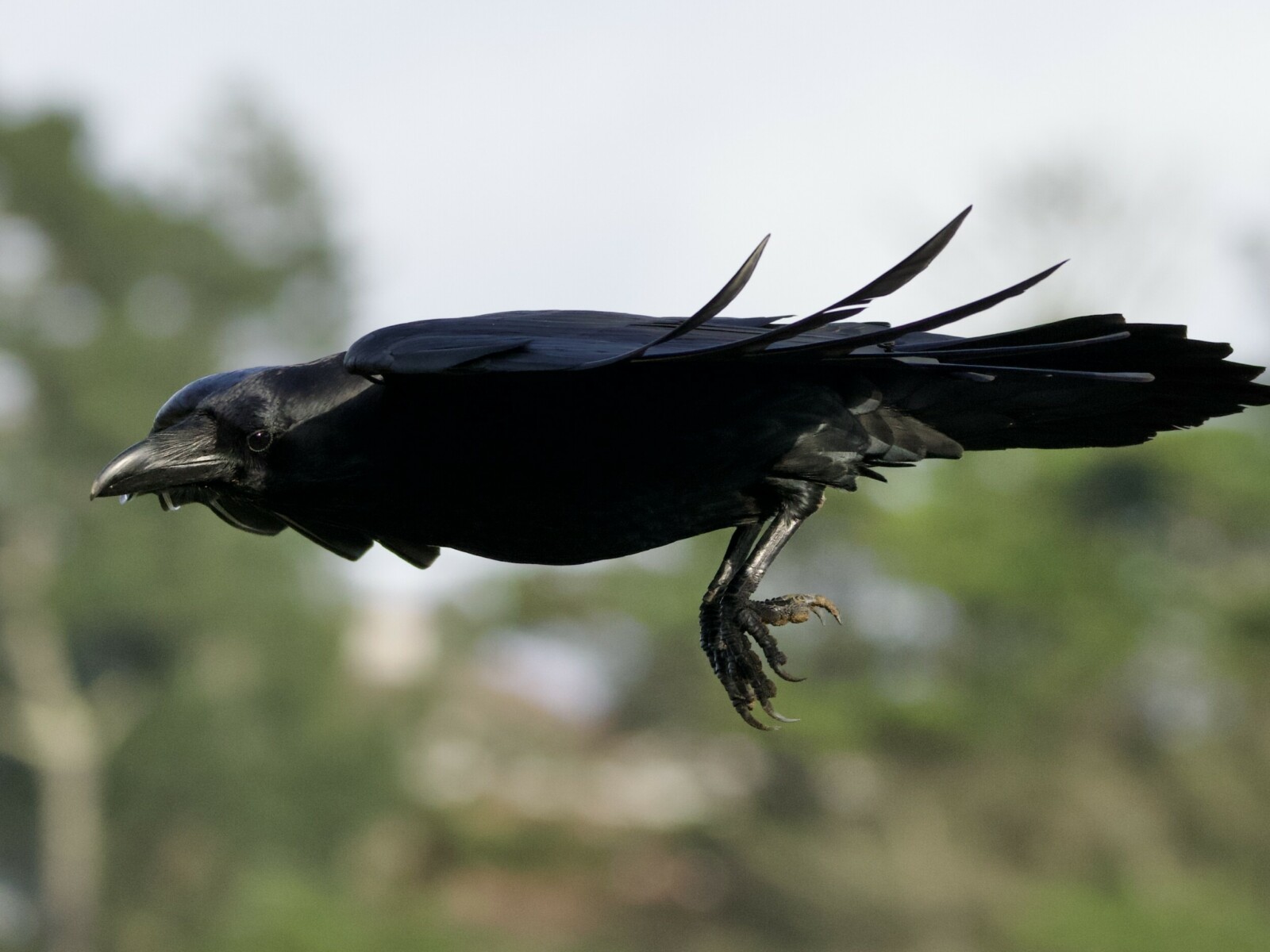 Common Raven in Flight at Lake Merced SF