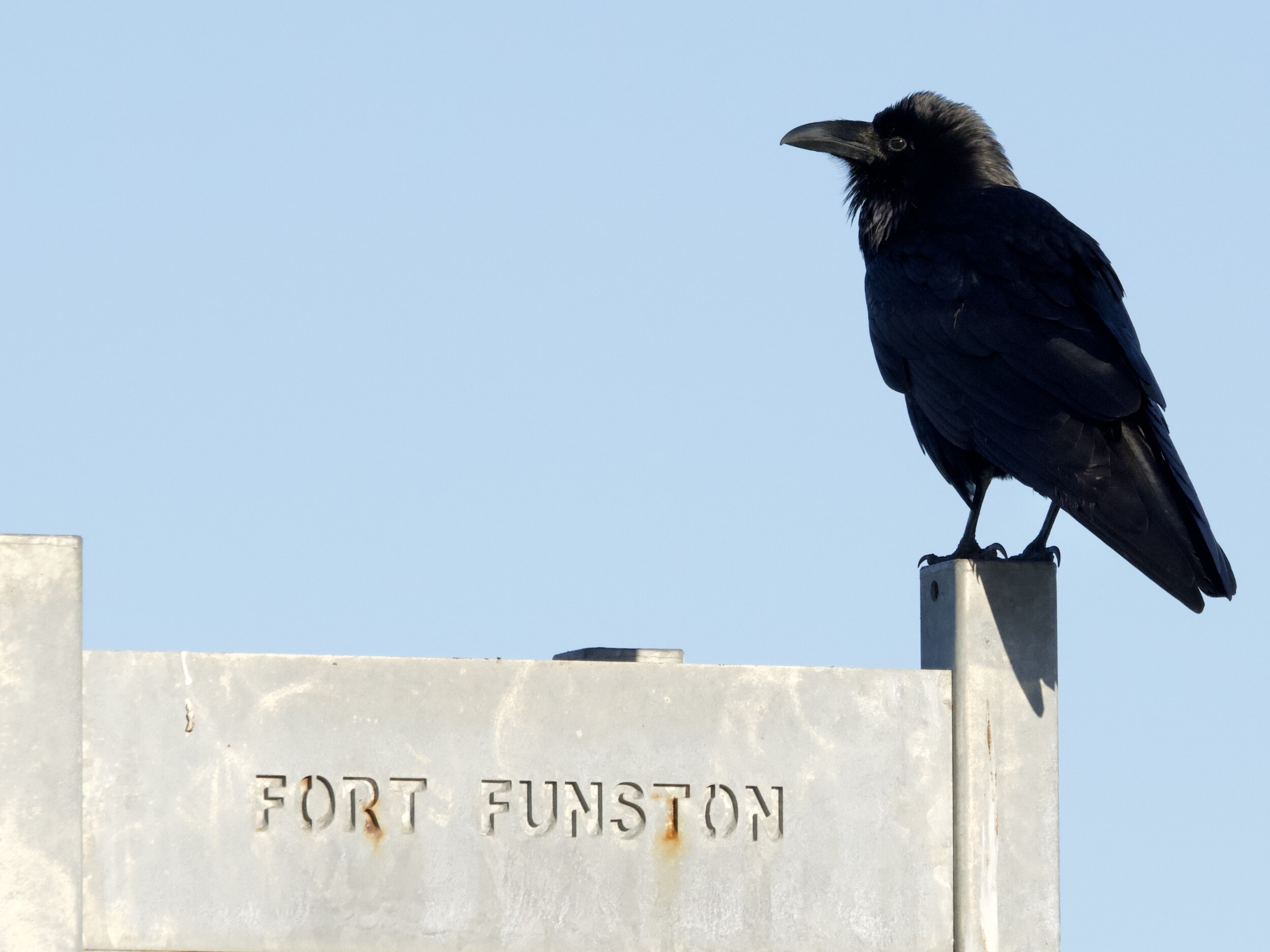 Common Raven on Fort Funston Sign