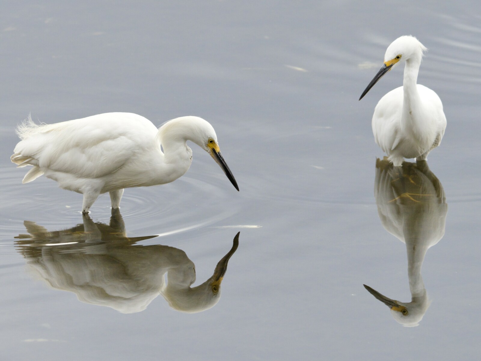 Two Snowy Egrets Fishing