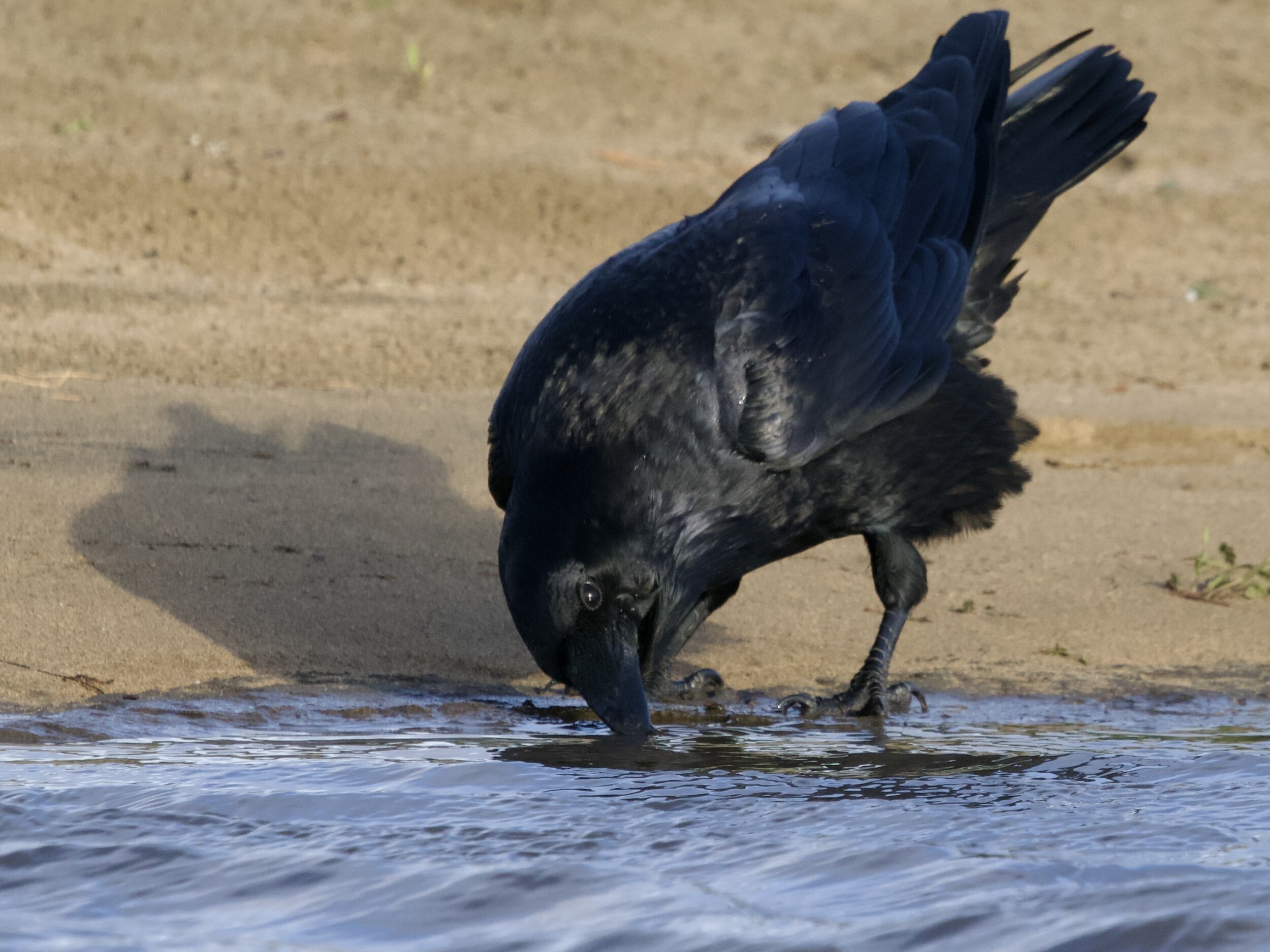 Common Raven Drinking from Rain Puddle in San Francisco
