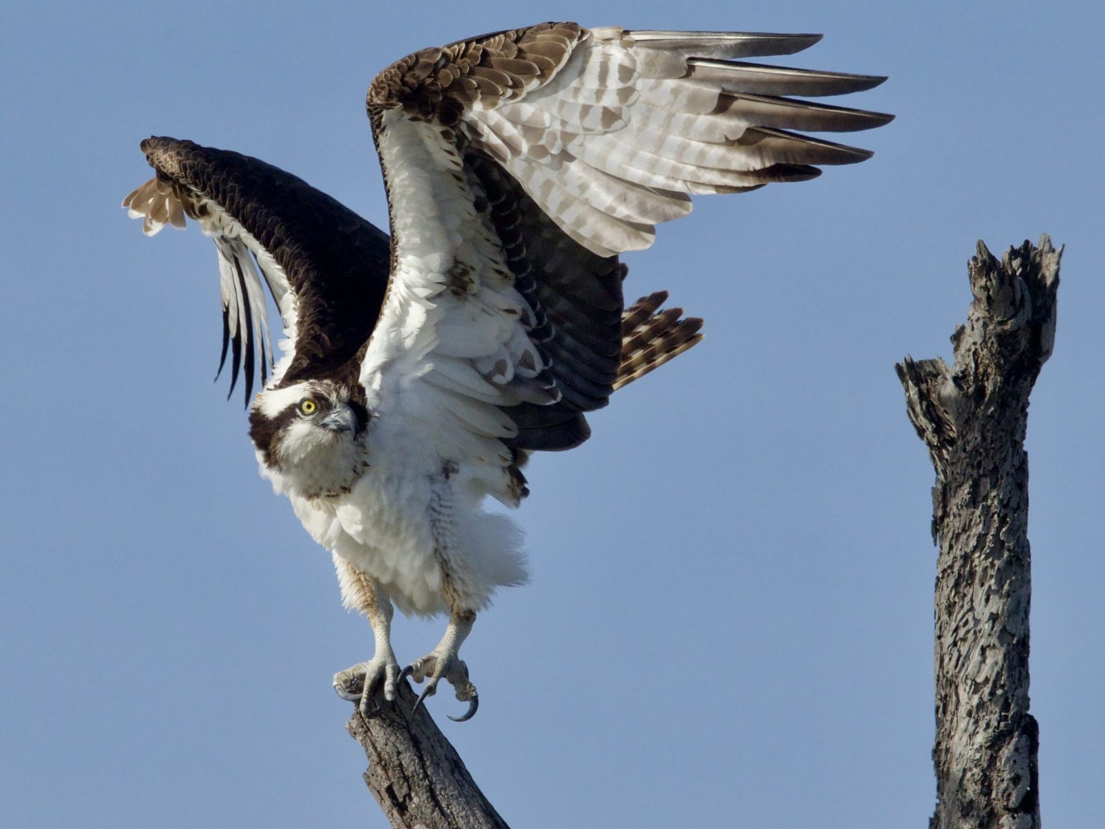 Osprey on snag at Bolsa Chica Ecological Reserve