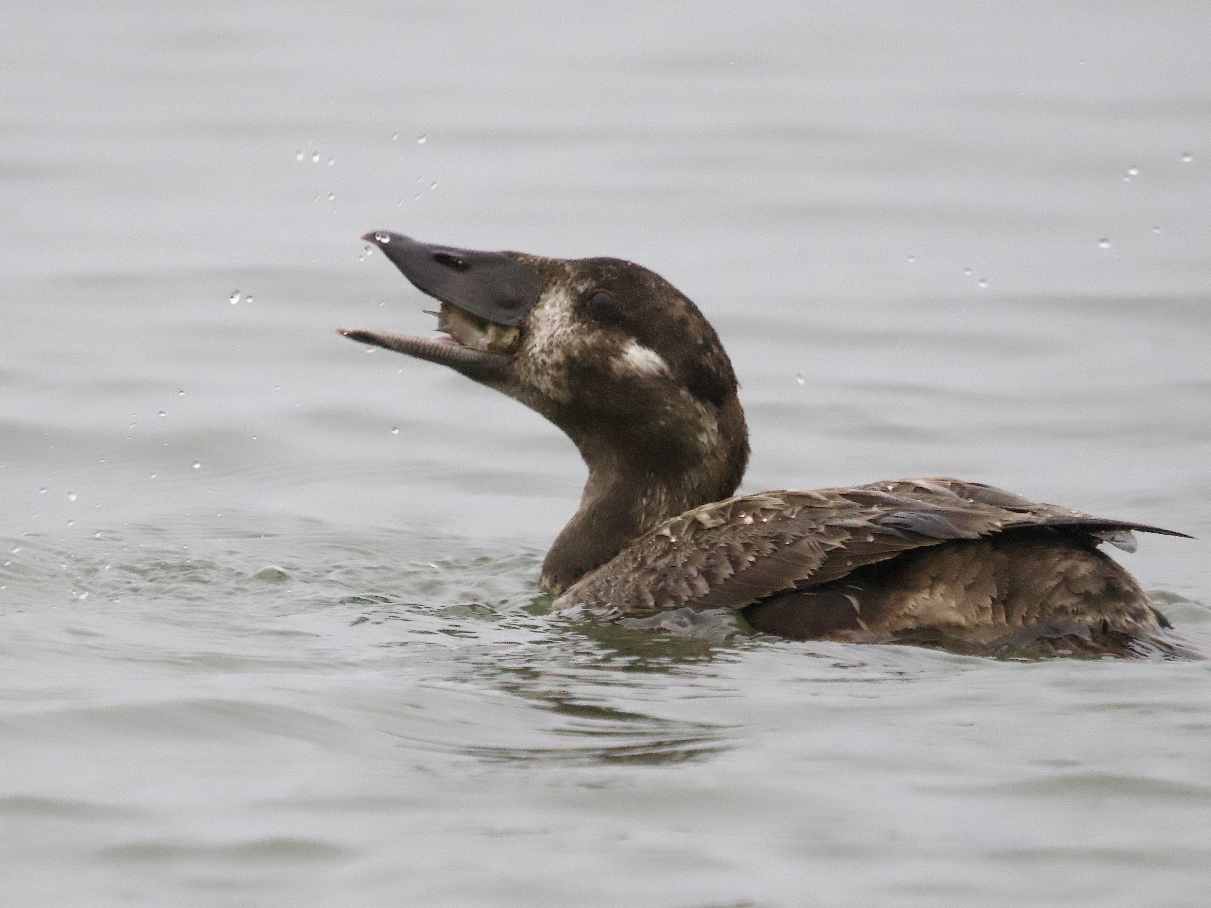 Female Surf Scoter with Mole Crab