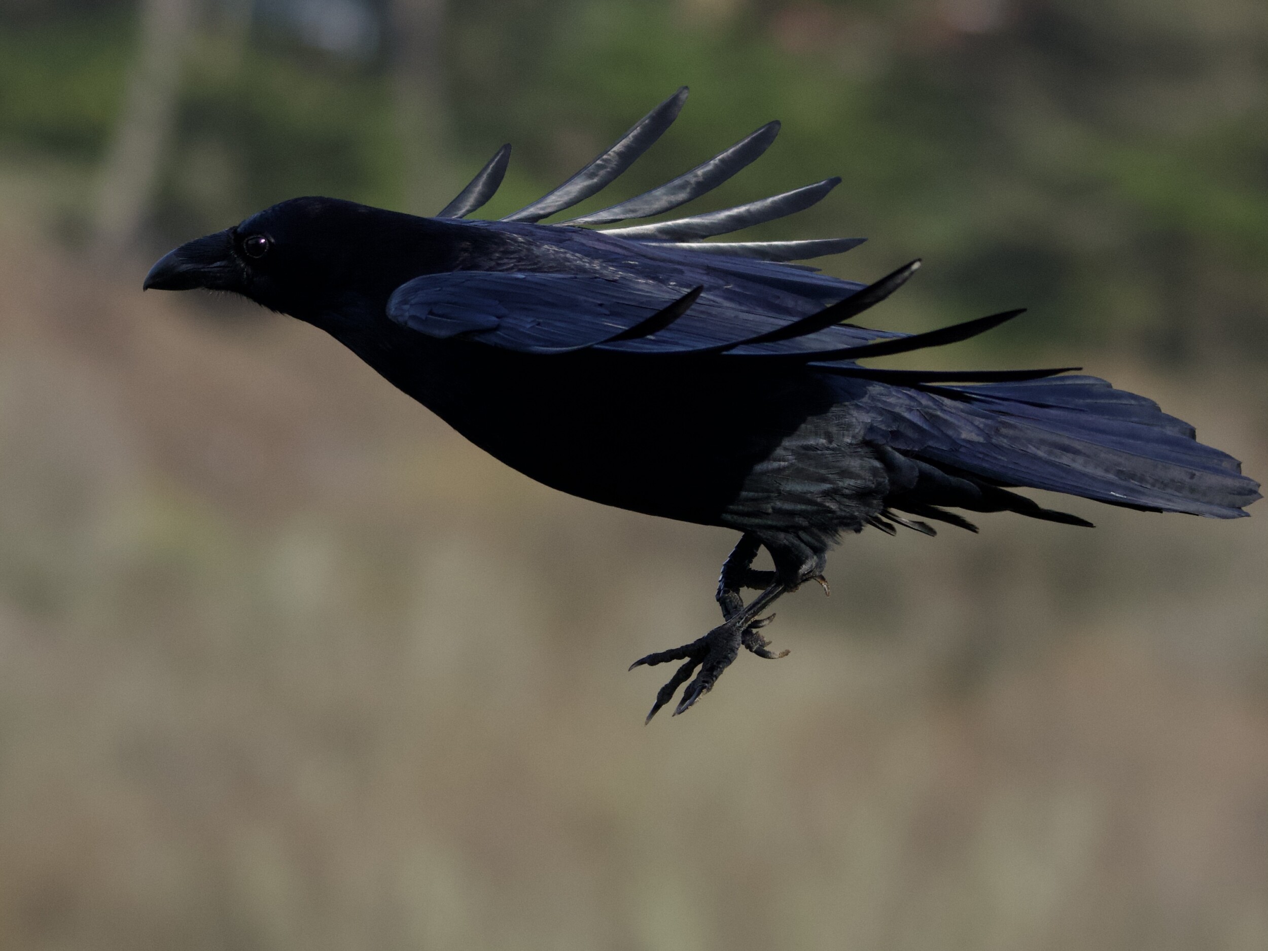 Common Raven Hovering at Lake Merced San Francisco