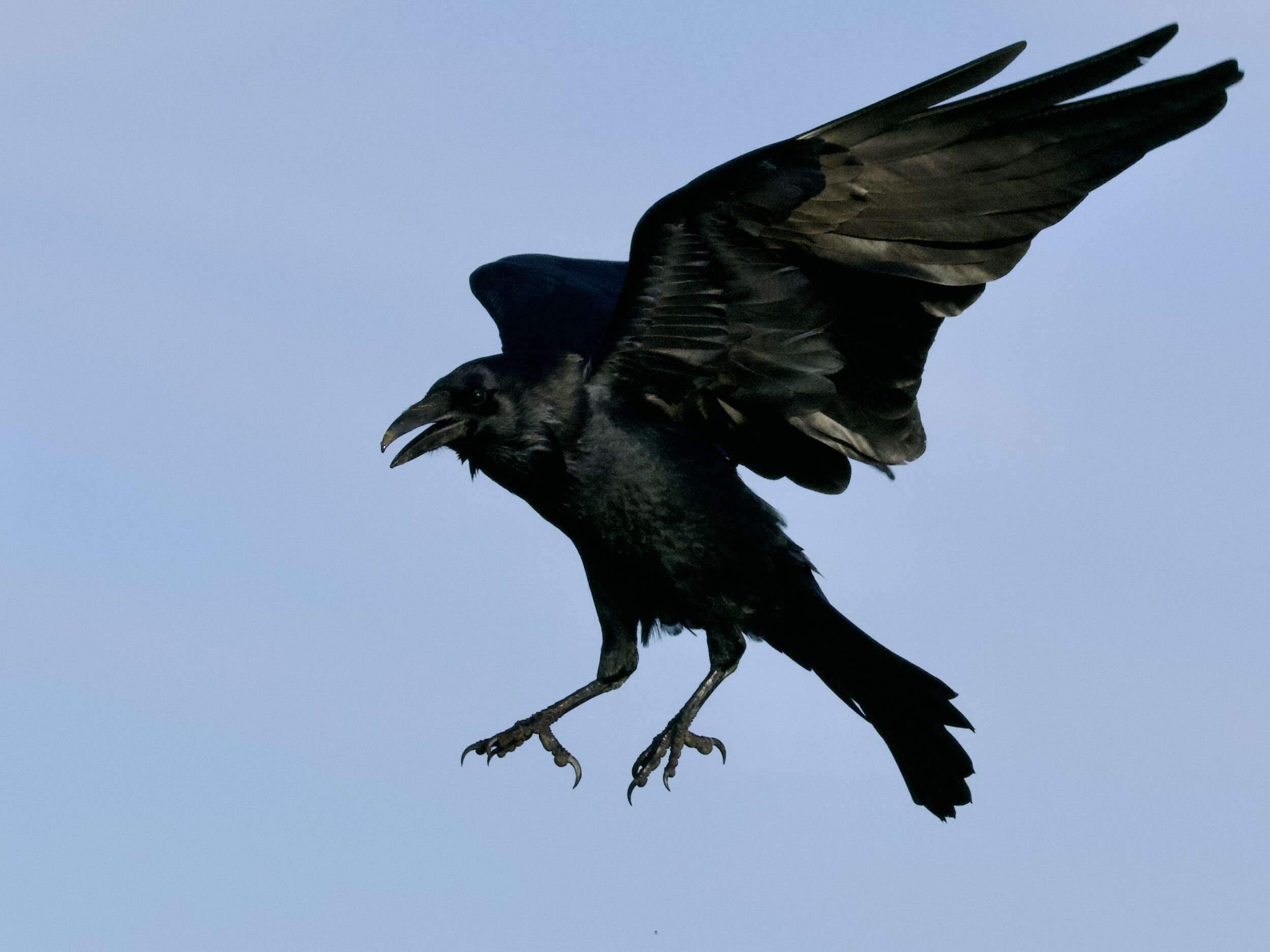 Common Raven Landing