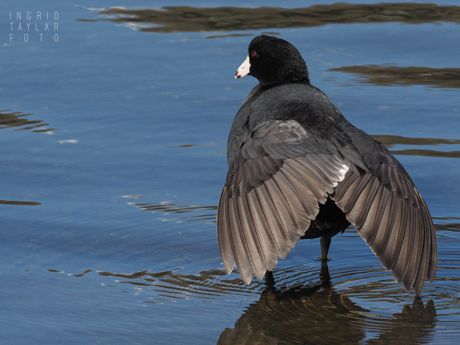 American Coot Double Wing Stretch