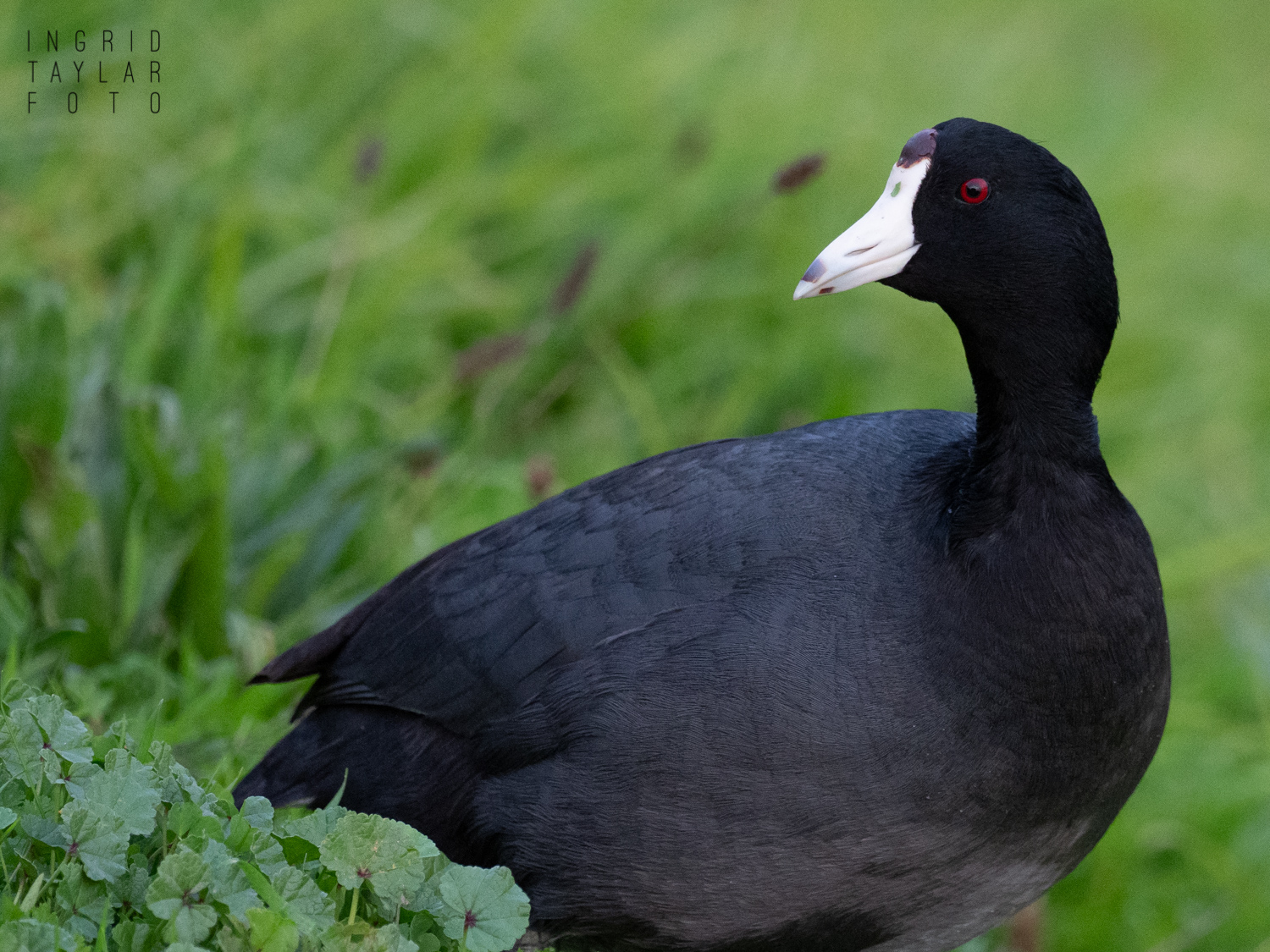 American Coot on Green