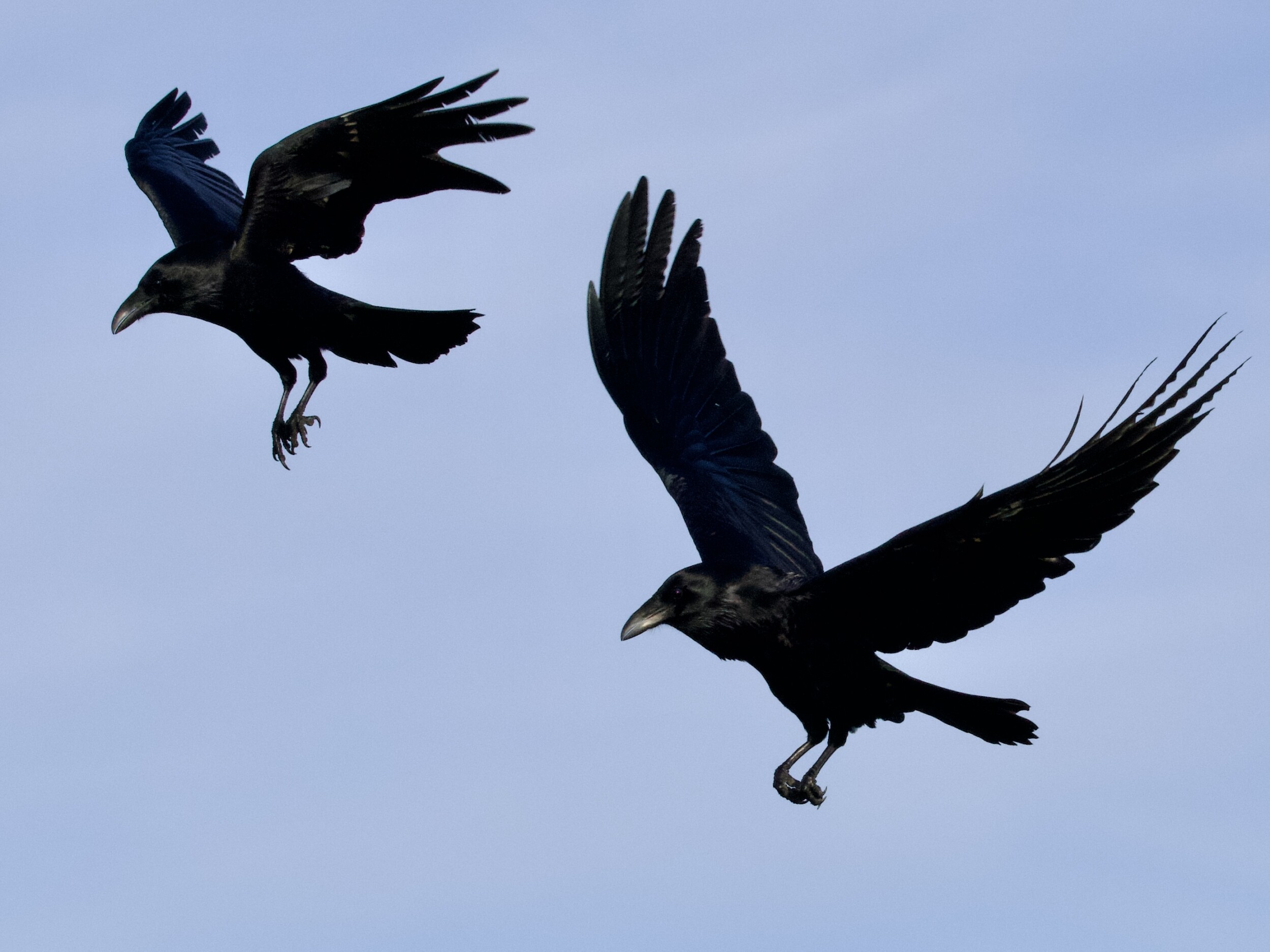 Two Common Ravens in Flight