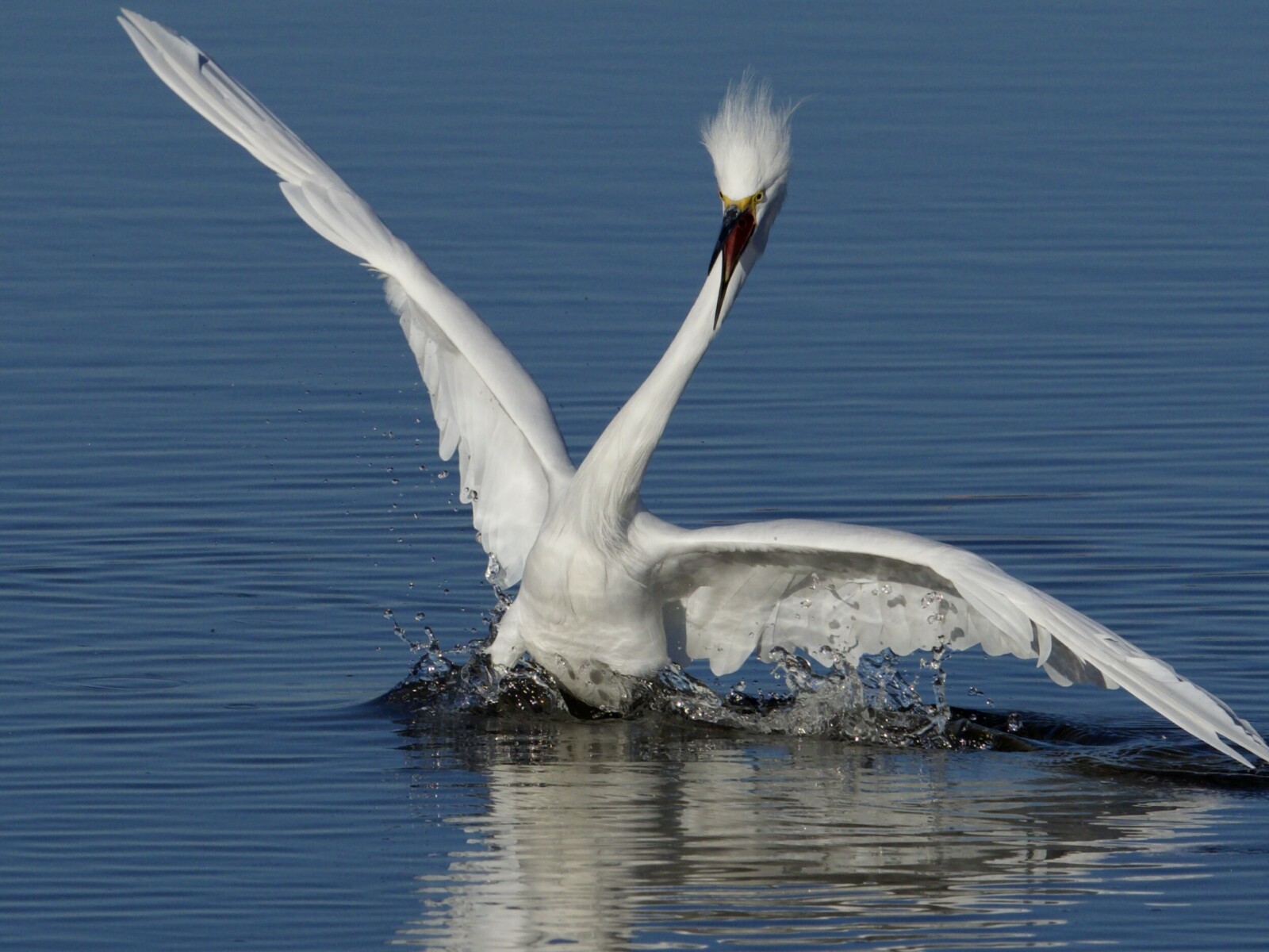 Snowy Egret Landing in Crissy Marsh Presidio SF