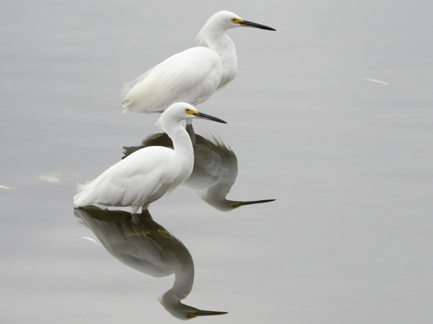 Two Snowy Egrets and Reflections
