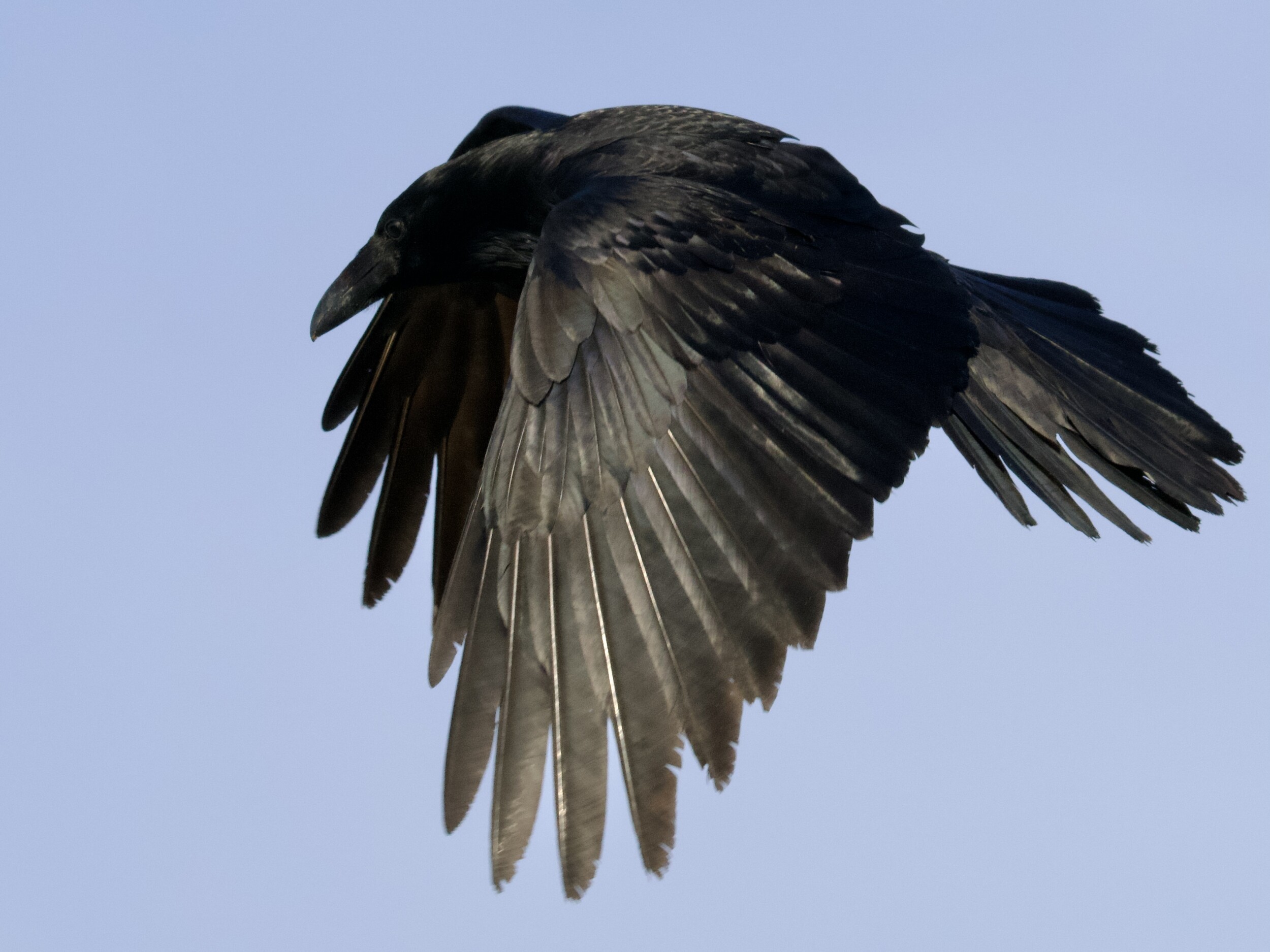 Common Raven Hovering at Fort Funston San Francisco