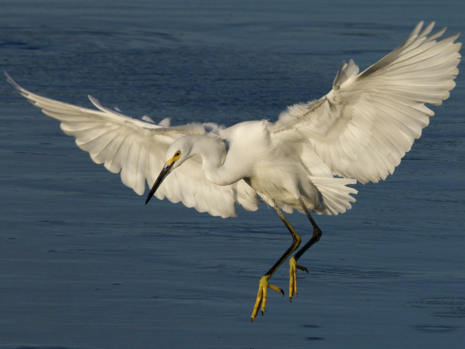 Snowy Egret Landing at Crissy Marsh Presidio SF