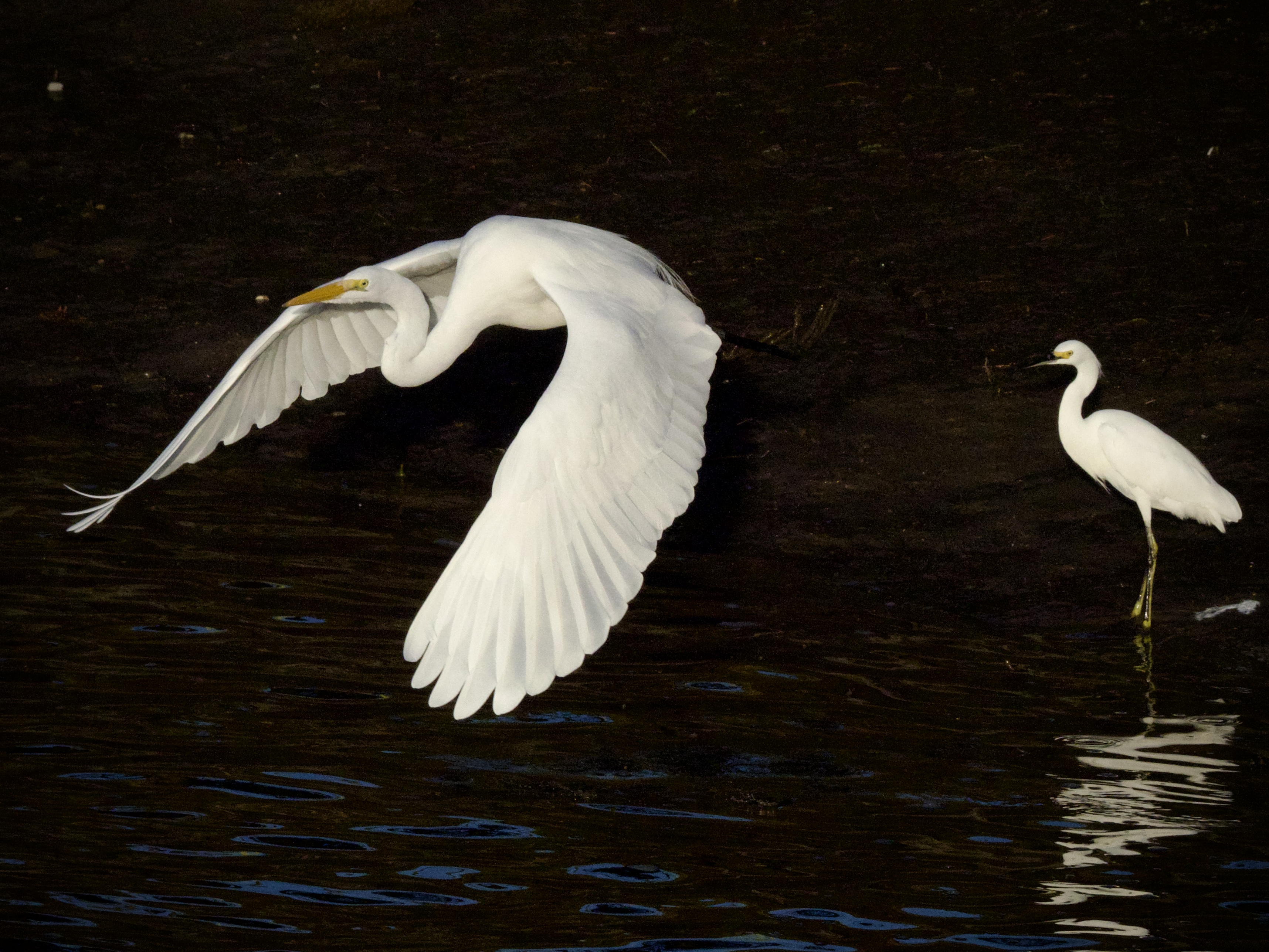 Great Egret and Snowy Egret at Moss Landing