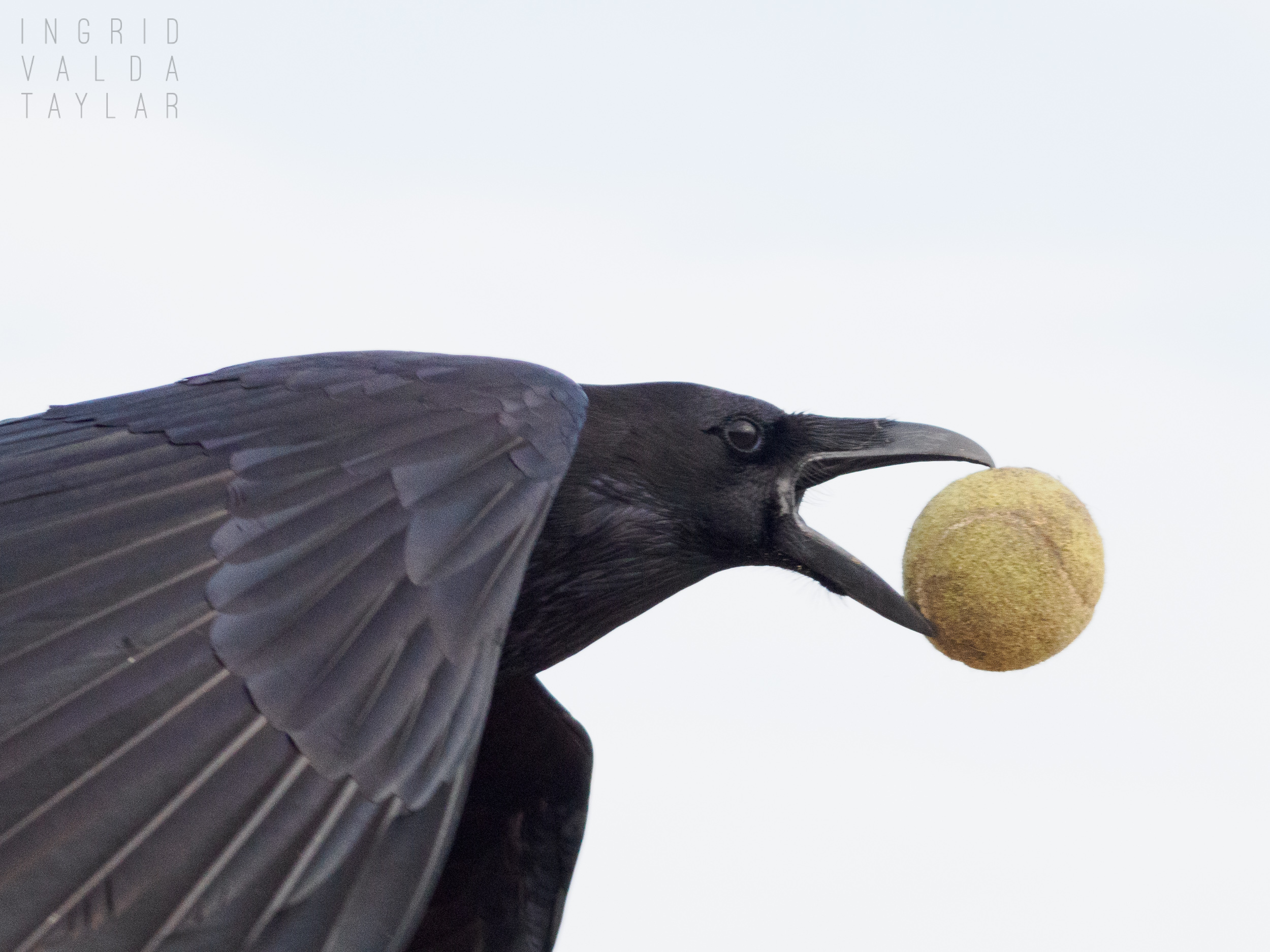 Common Raven Flying with Tennis Ball