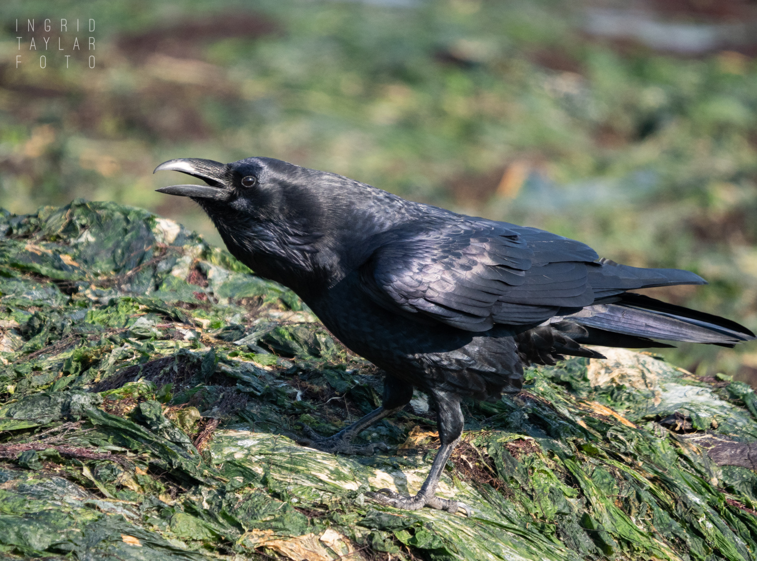 Common Raven Foraging in Seaweed