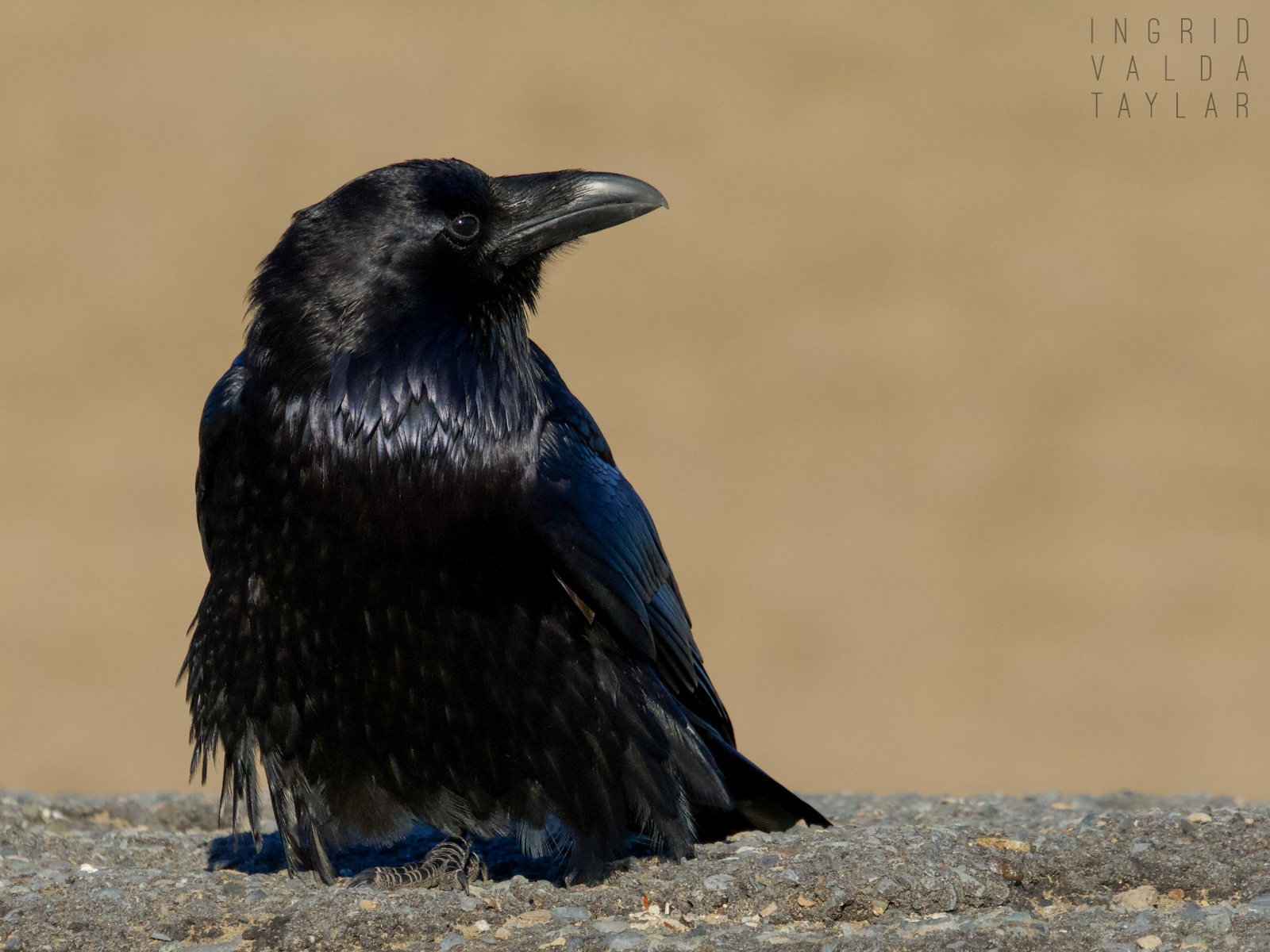Common Raven at Rest
