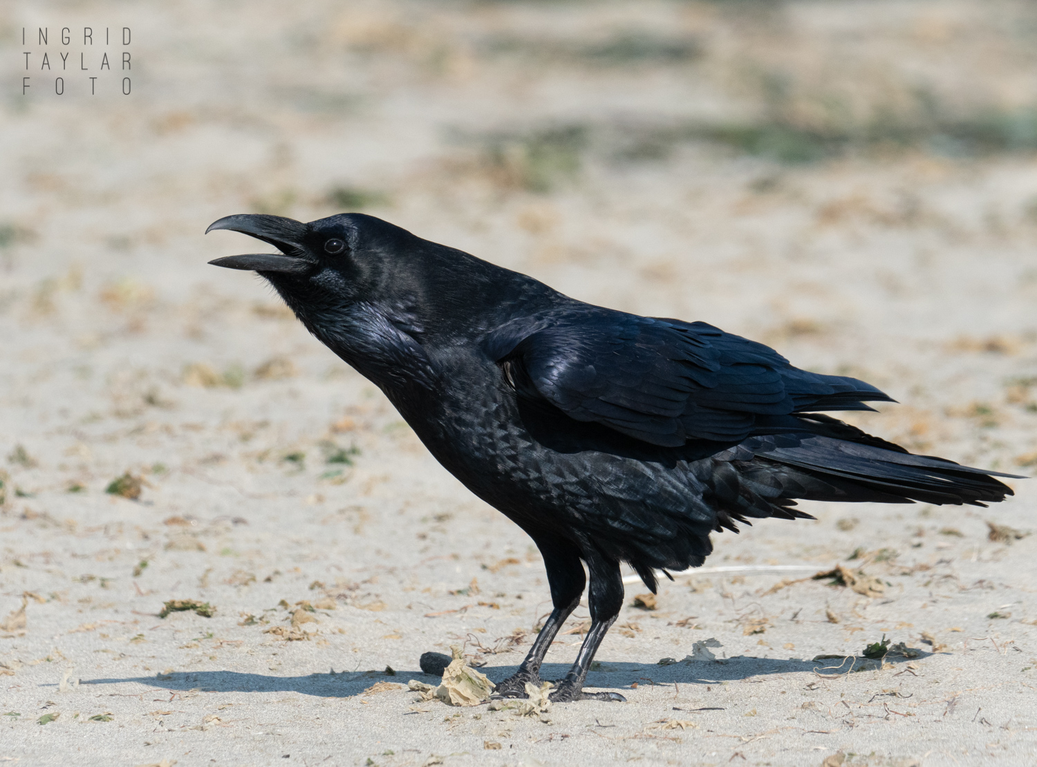 Common Raven on Beach in Half Moon Bay