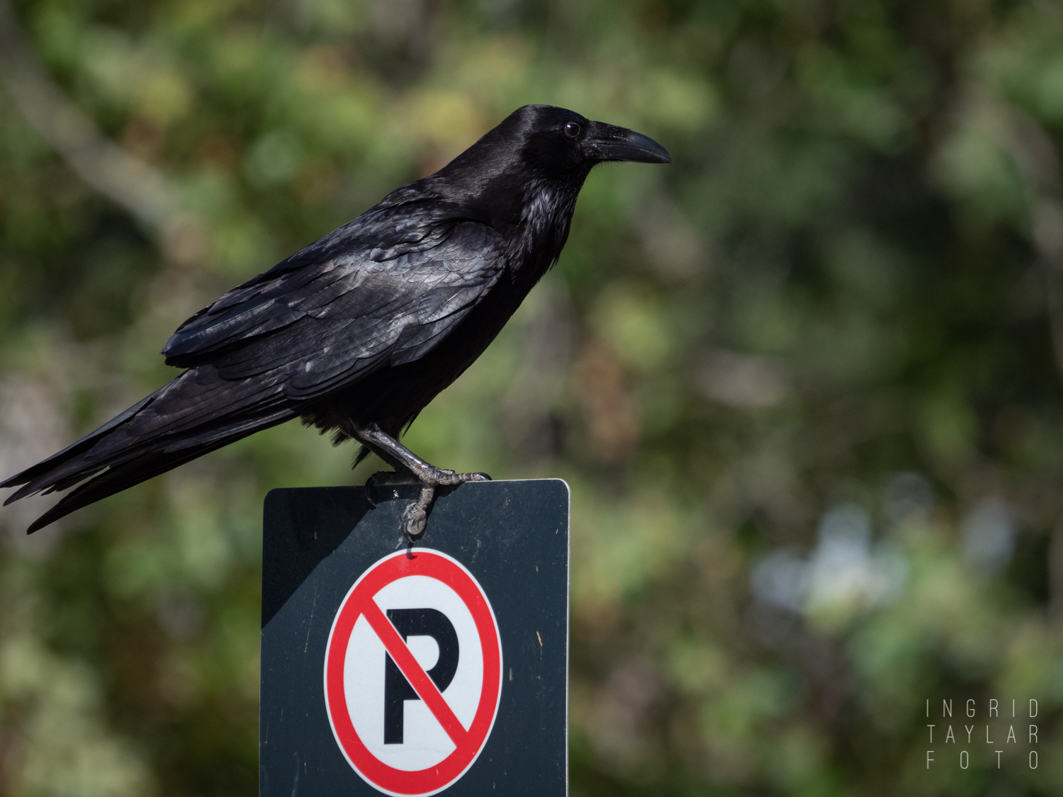 Common Raven on No Parking Sign