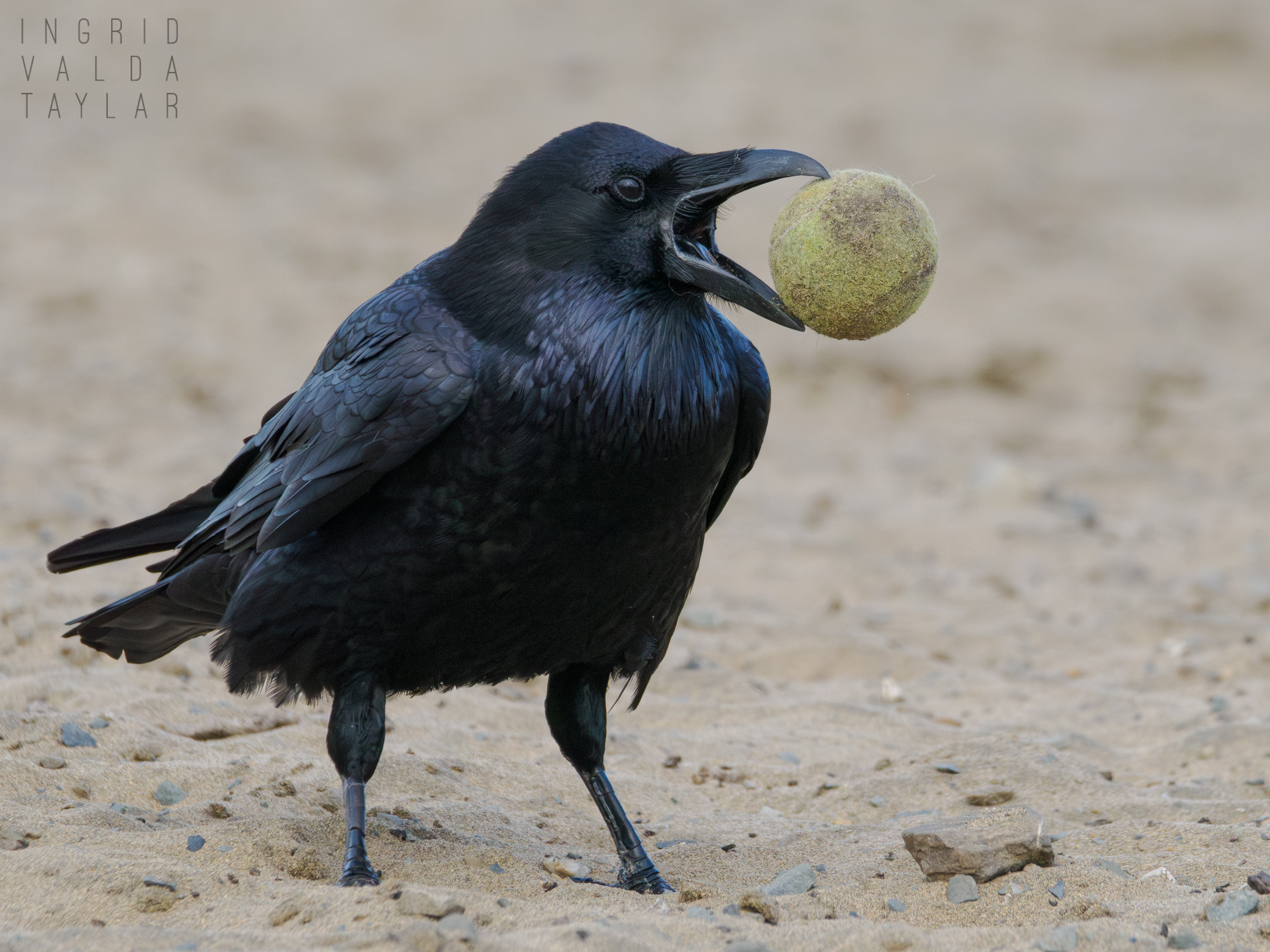 Common Raven with Dog Toy at Fort Funston