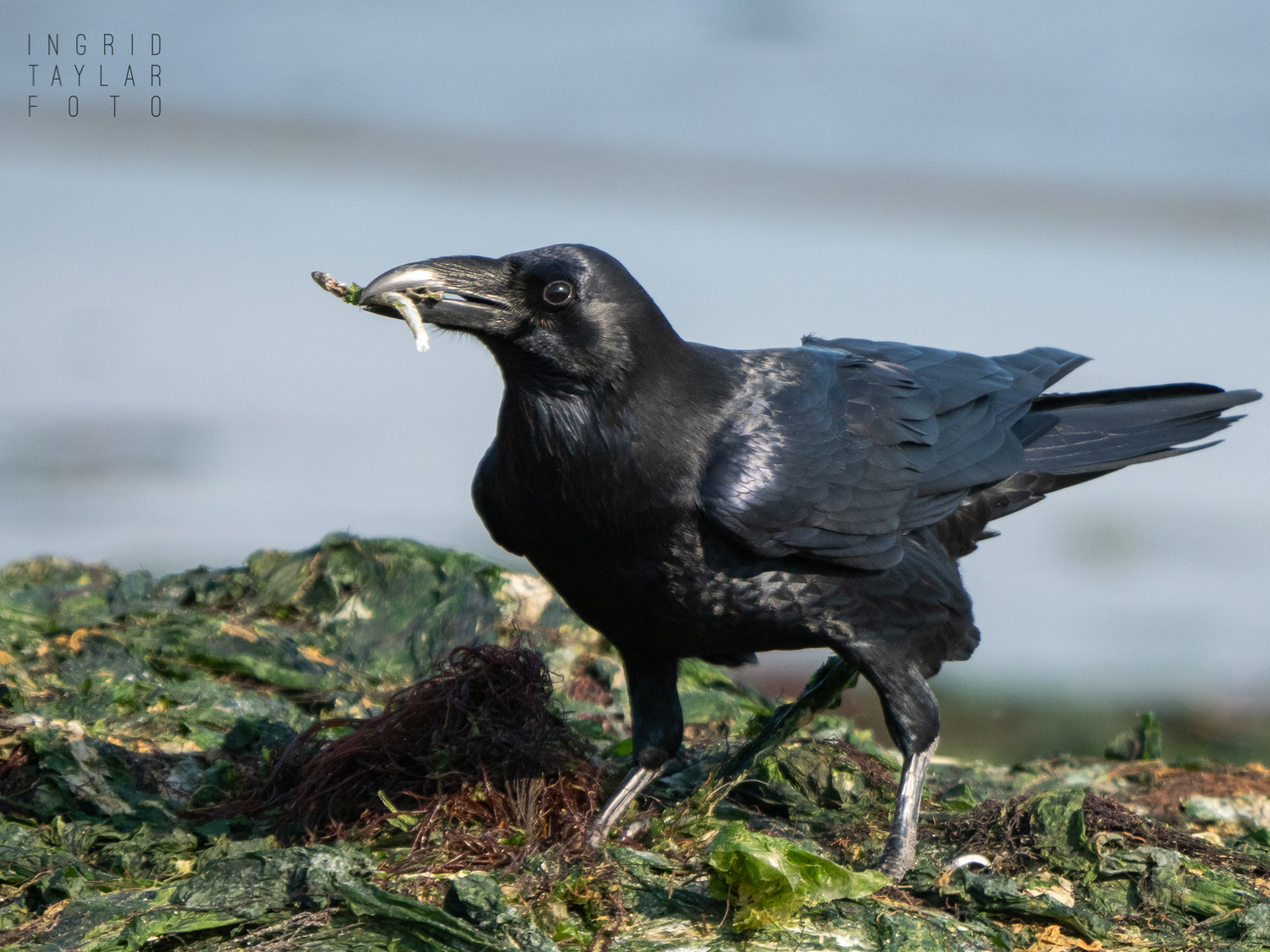 Common Raven with Dried Fish from Seaweed