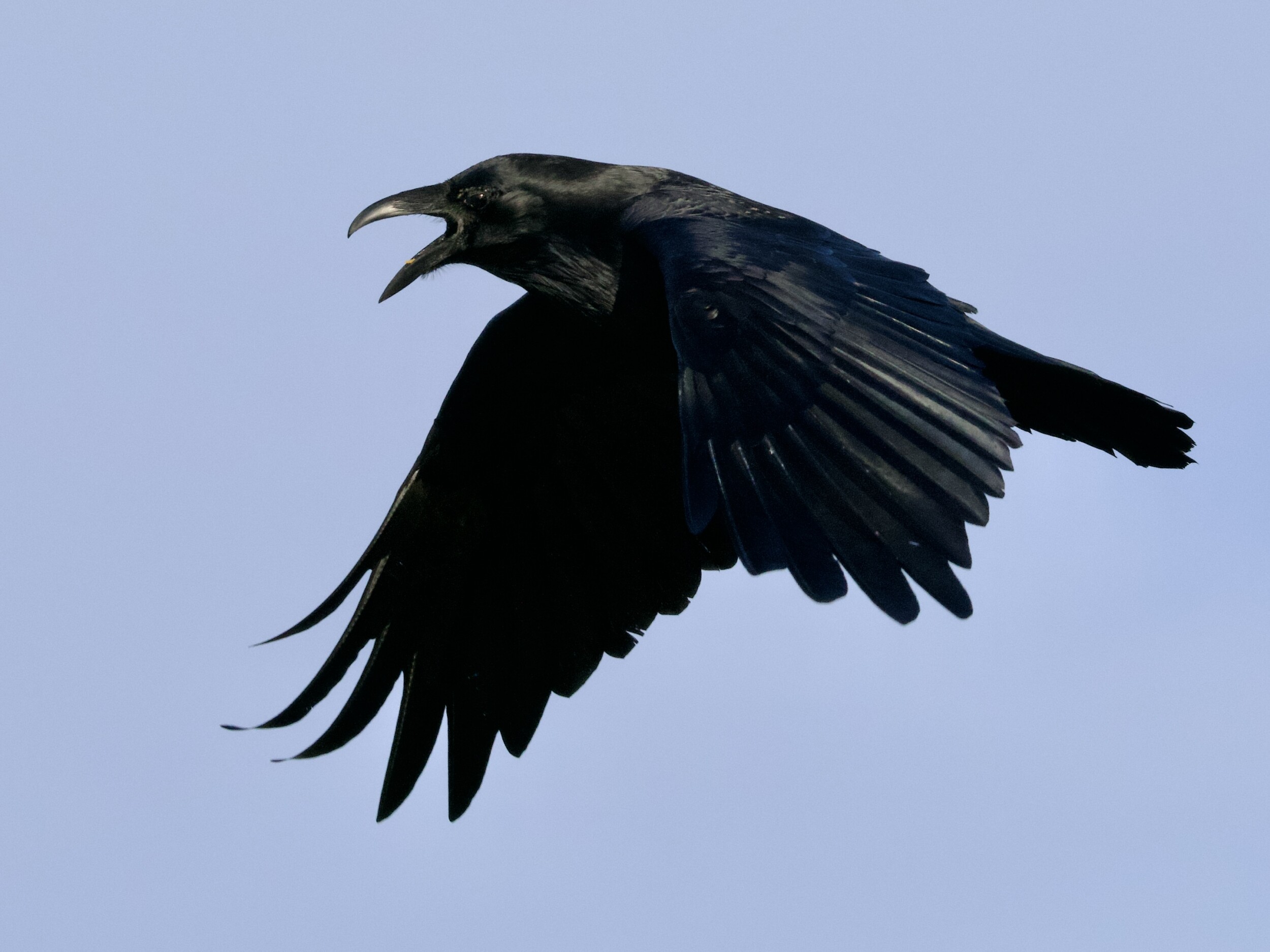 Common Raven Calling in Flight