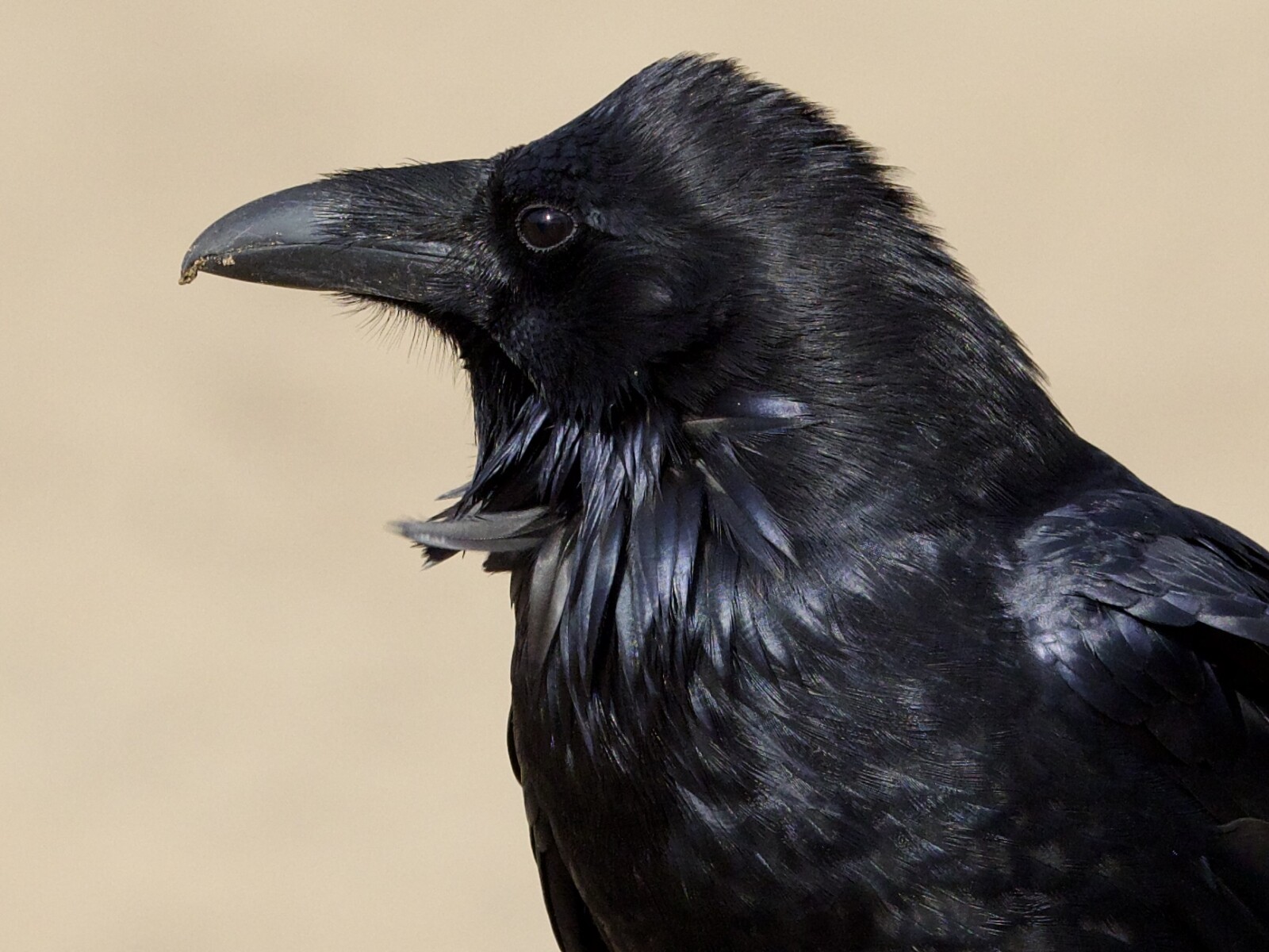 Common Raven Profile Portrait
