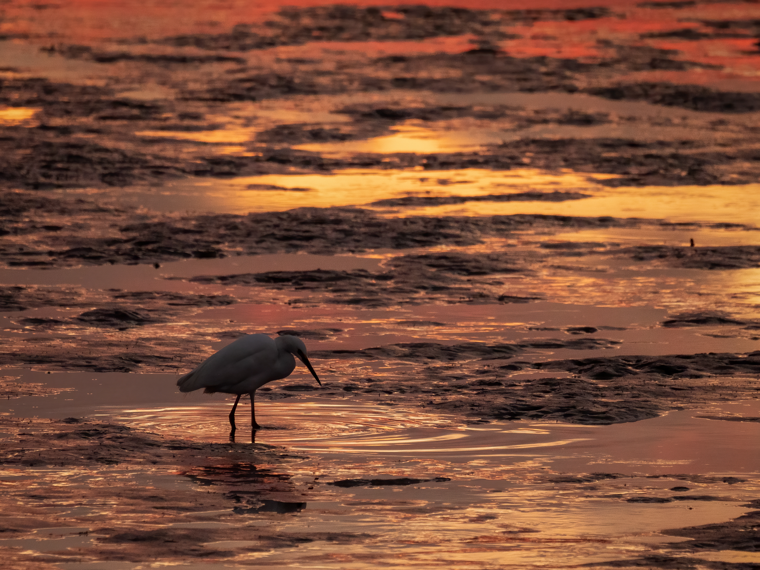 Egret in Fiery Sunset Reflection