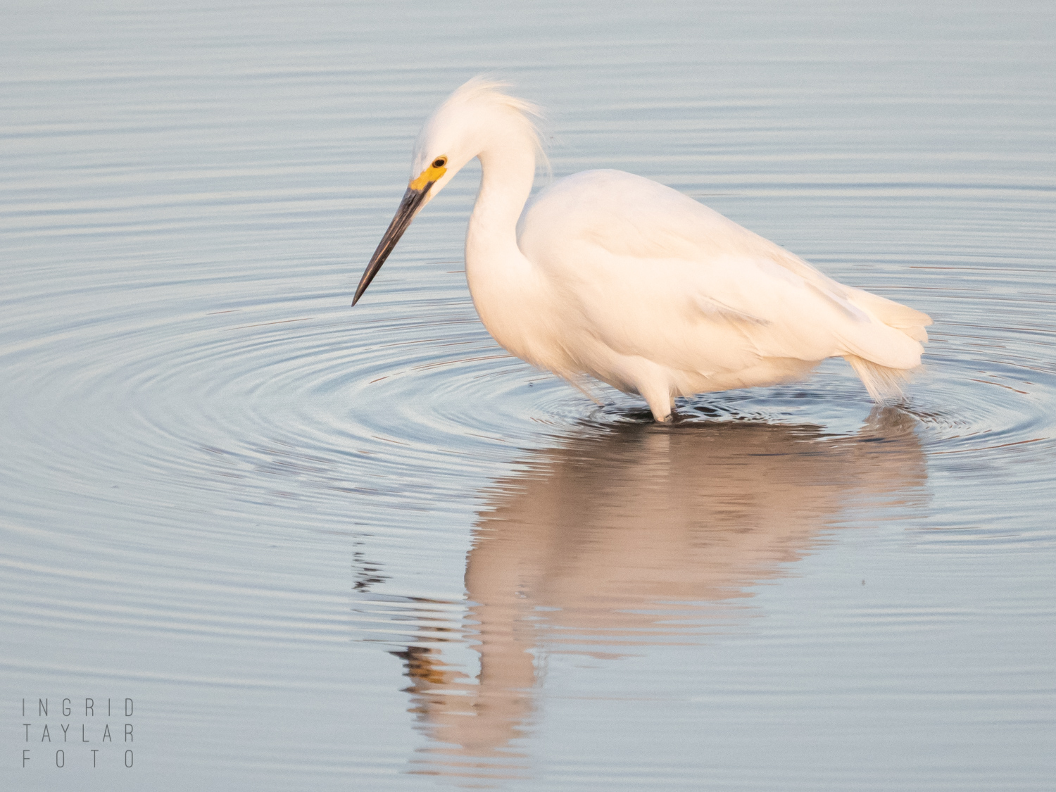 Egret in Rose Gold Light and Reflection