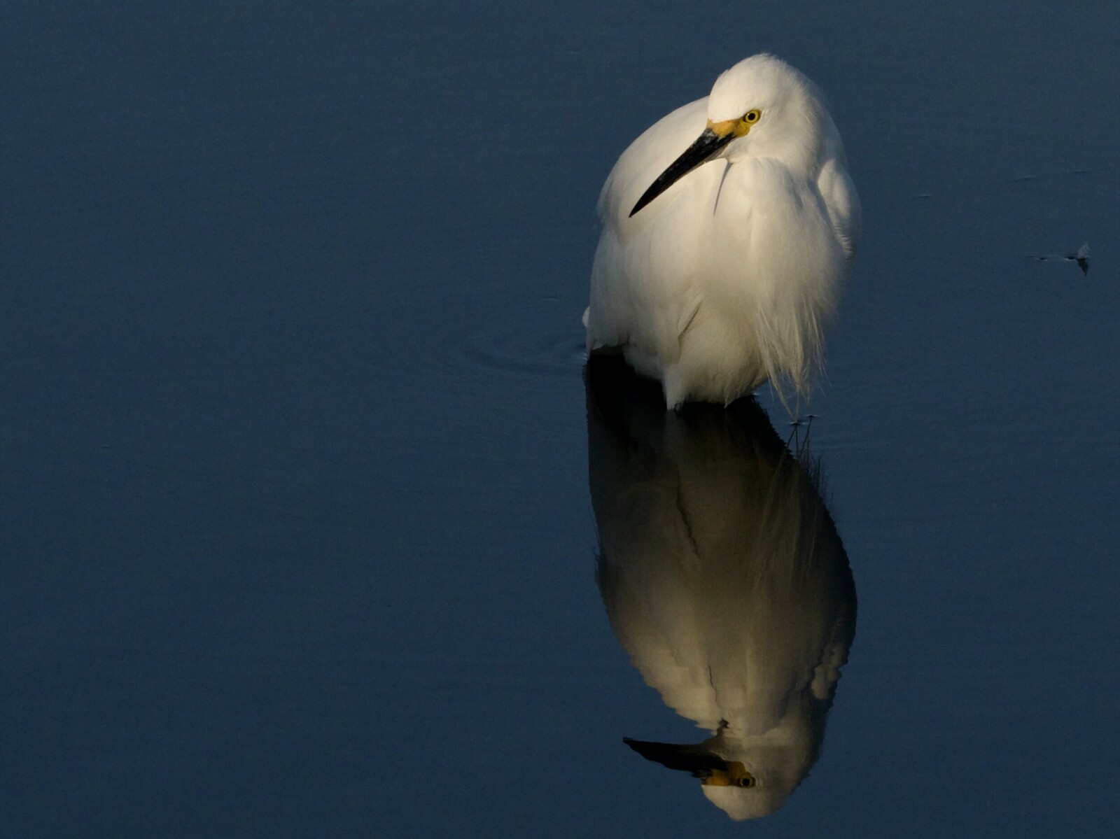 Snowy Egret Reflected in a Still Crissy Marsh Presidio SF