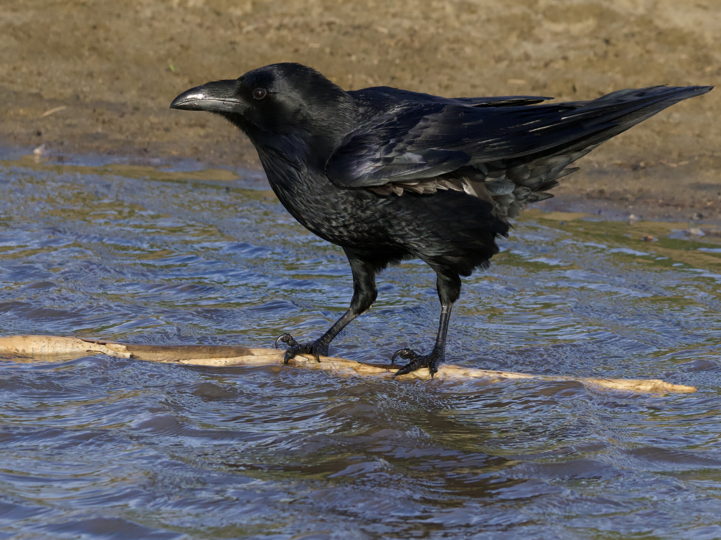 Common Raven in Rain Puddle