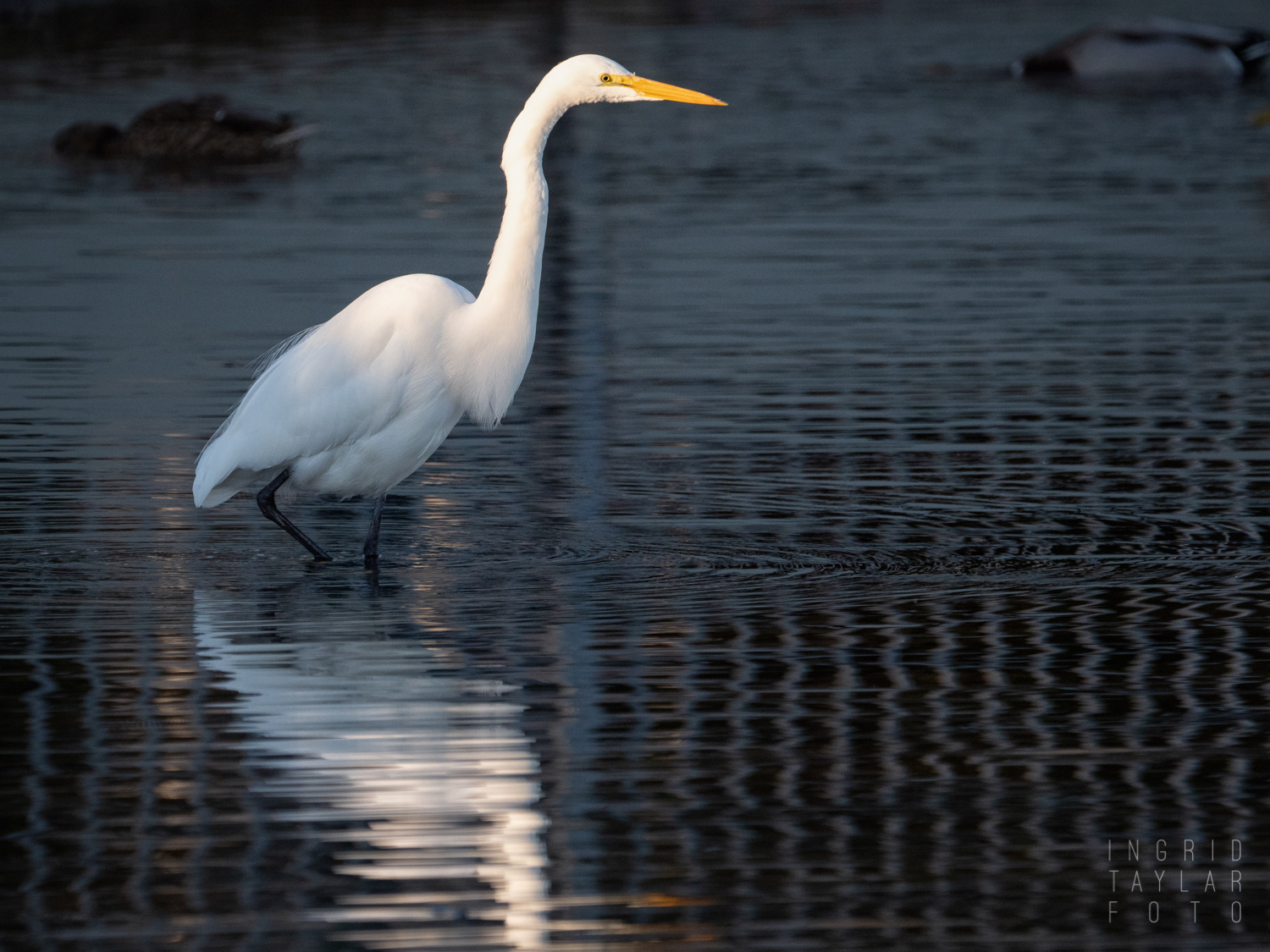 Great Egret Reflected in Charcoal Water