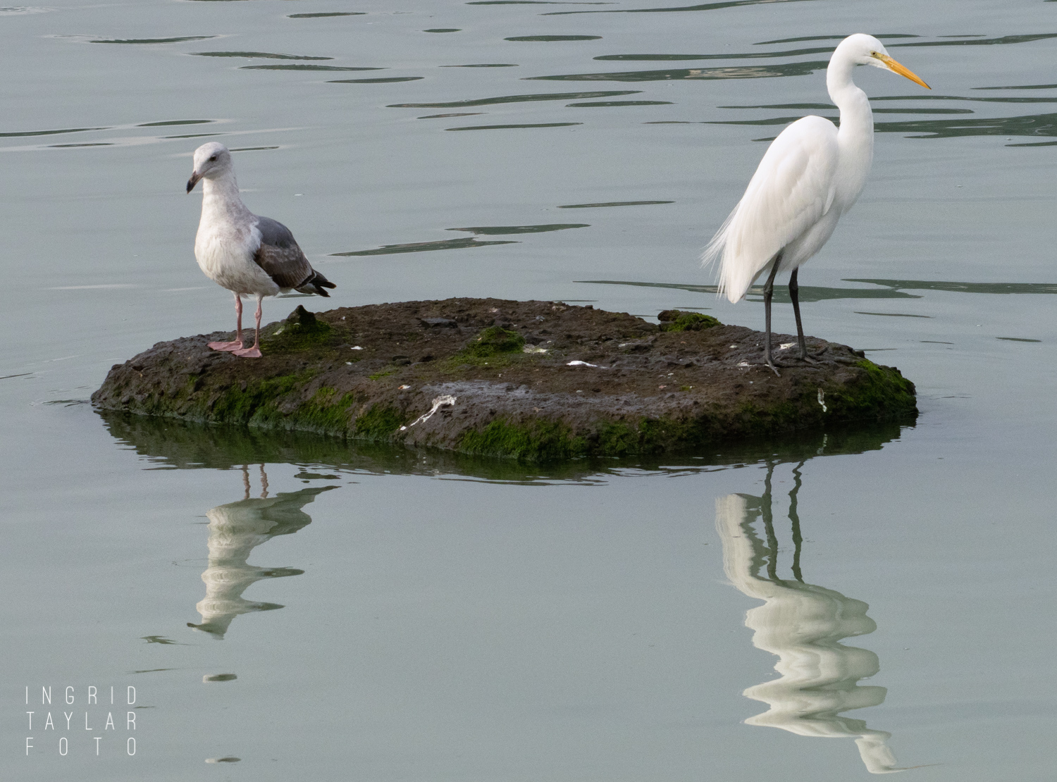 Great Egret and Gull Fishing for Herring