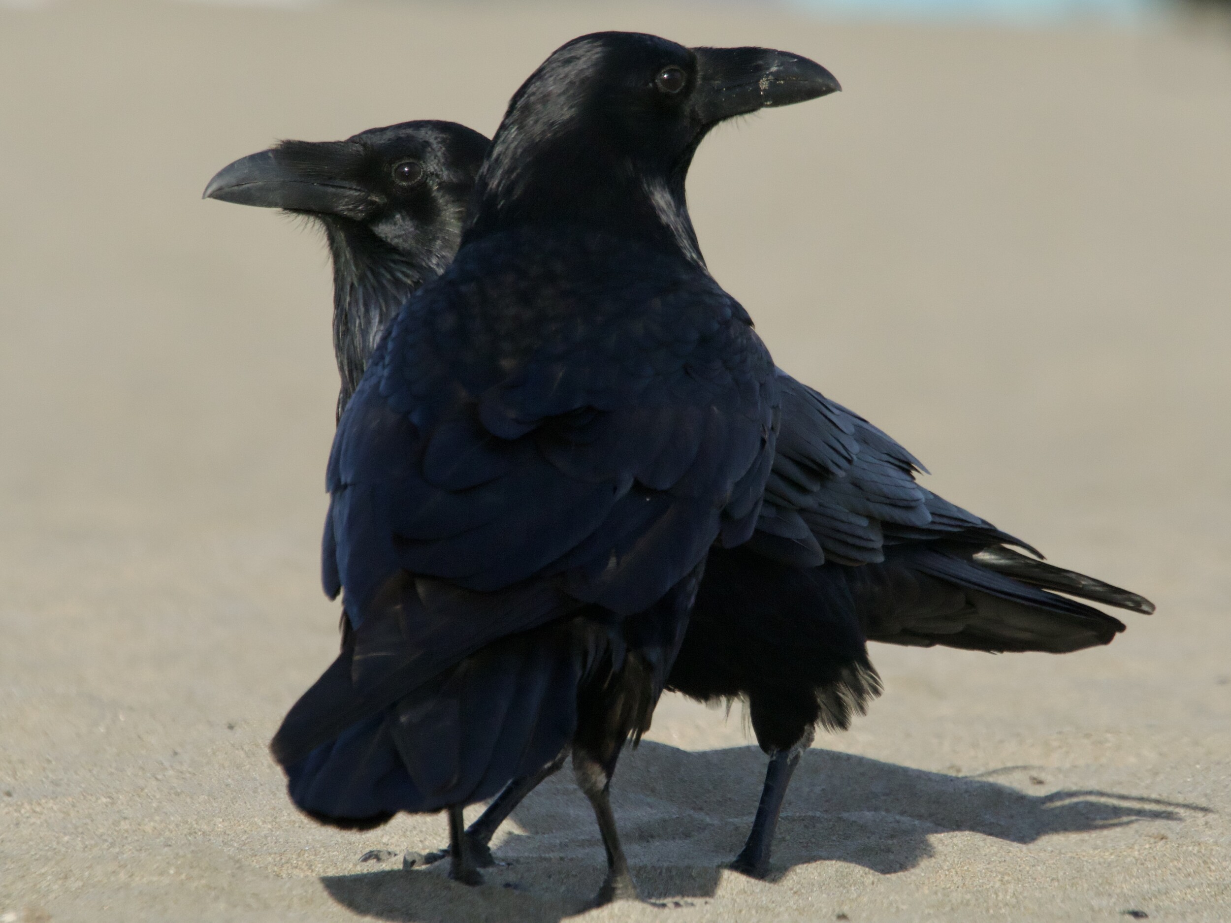 Common Raven Pair at Fort Funston