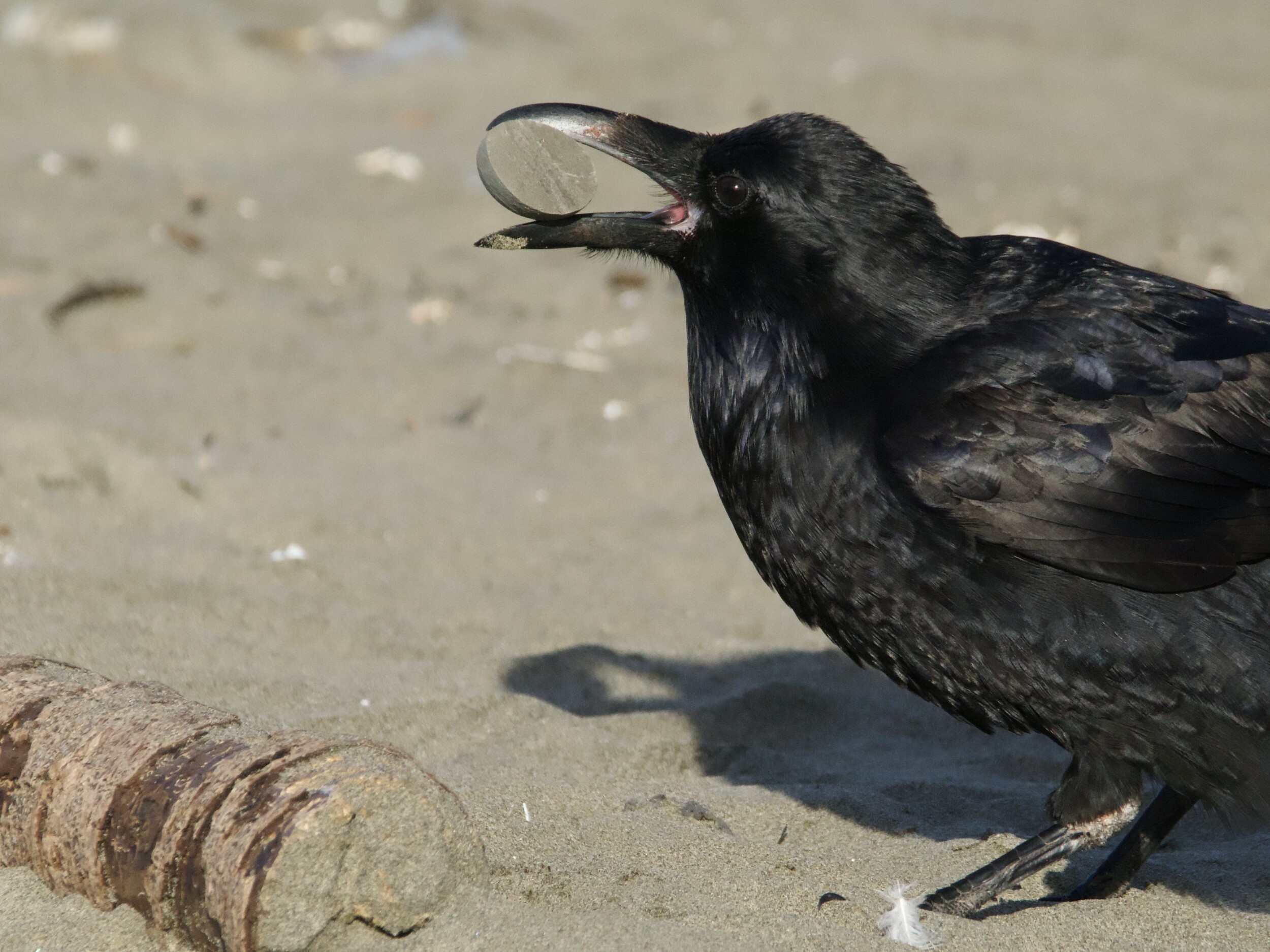 Common Raven Playing with Object on Ocean Beach SF