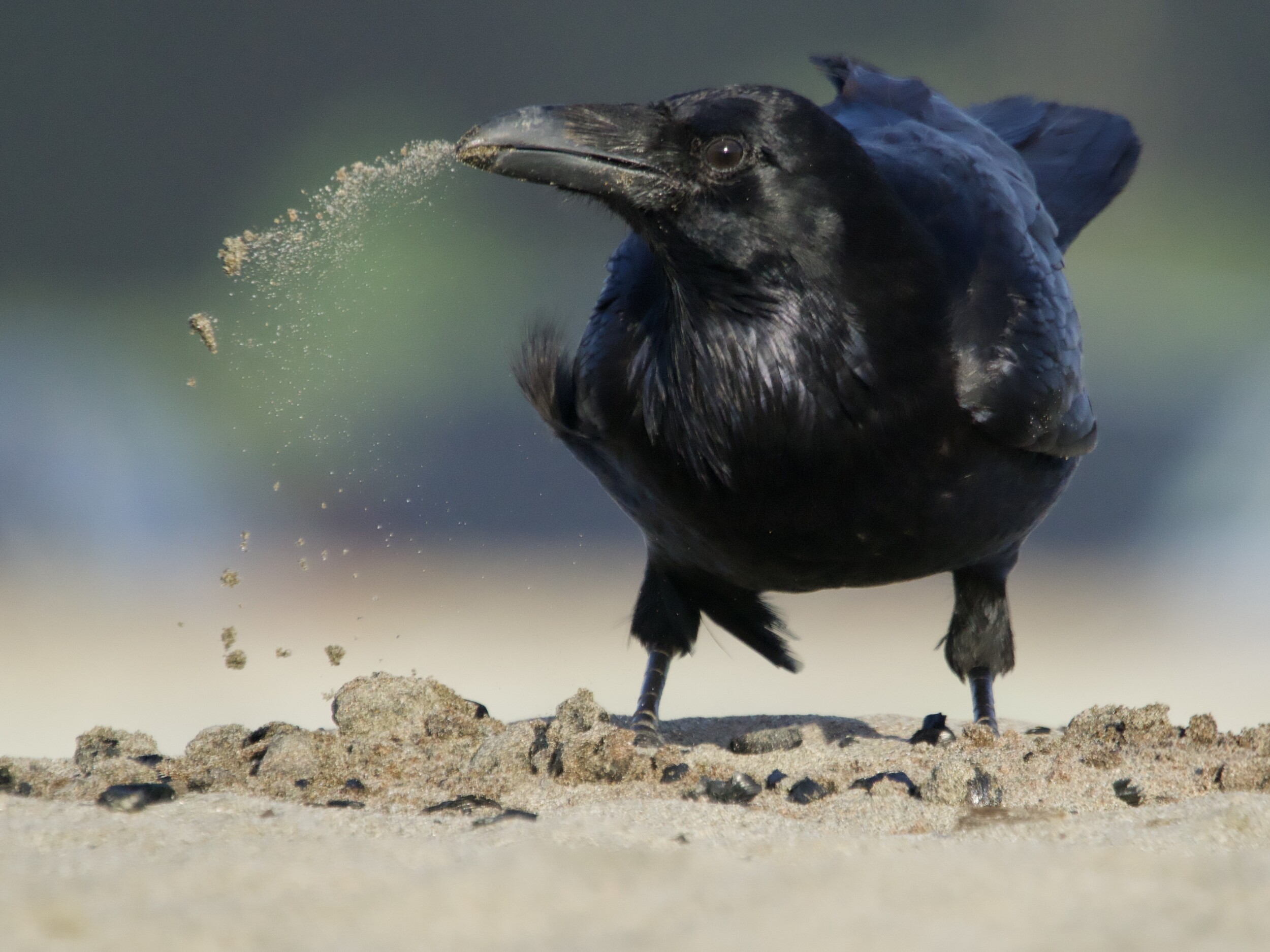 Common Raven Digging in Sand at Ocean Beach SF