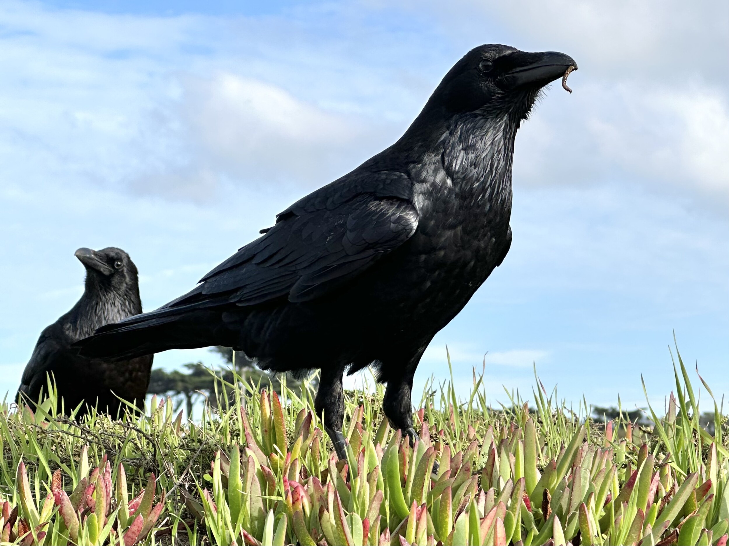 Common Ravens Foraging in Ice Plant