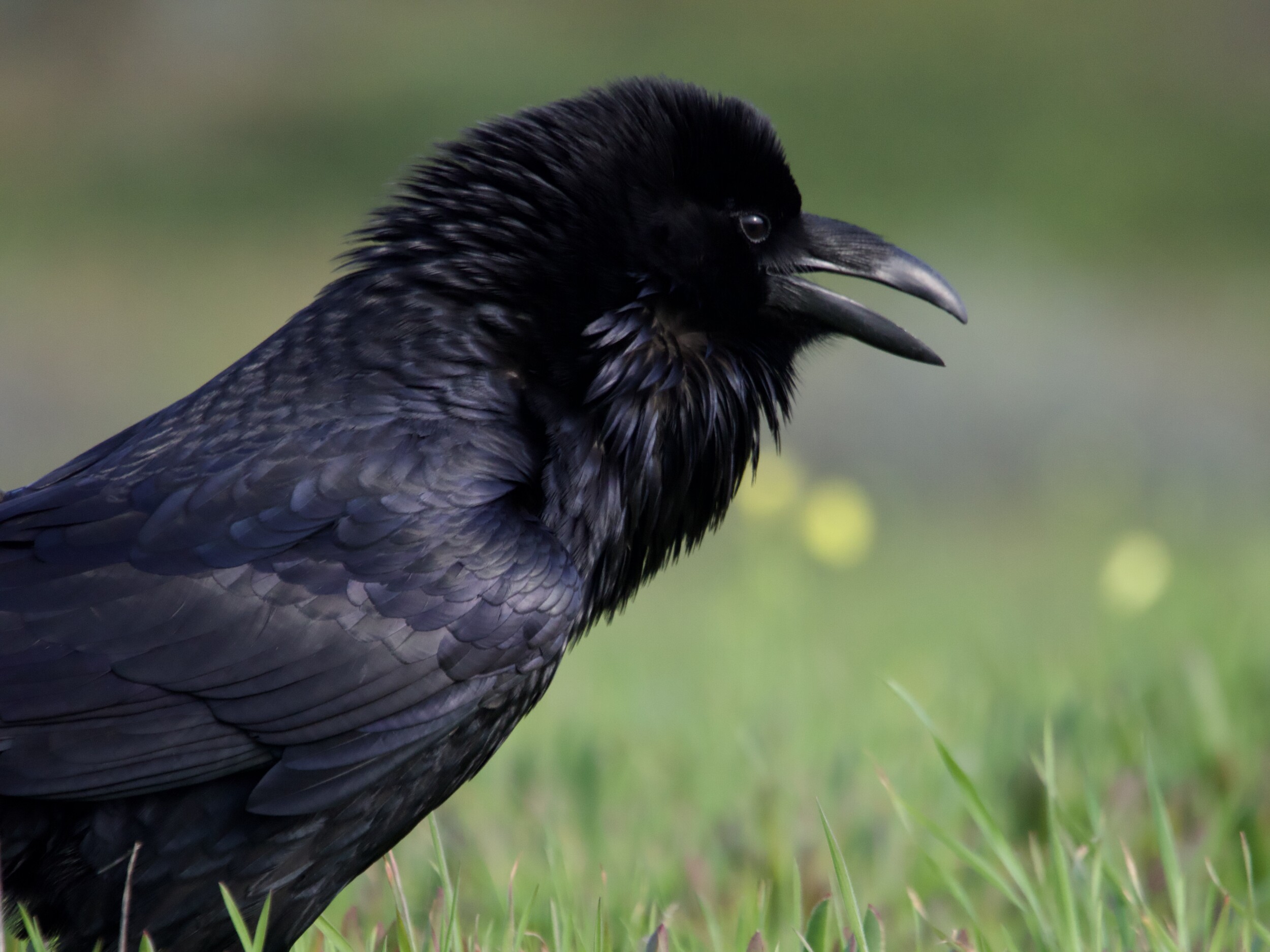 Common Raven Calling