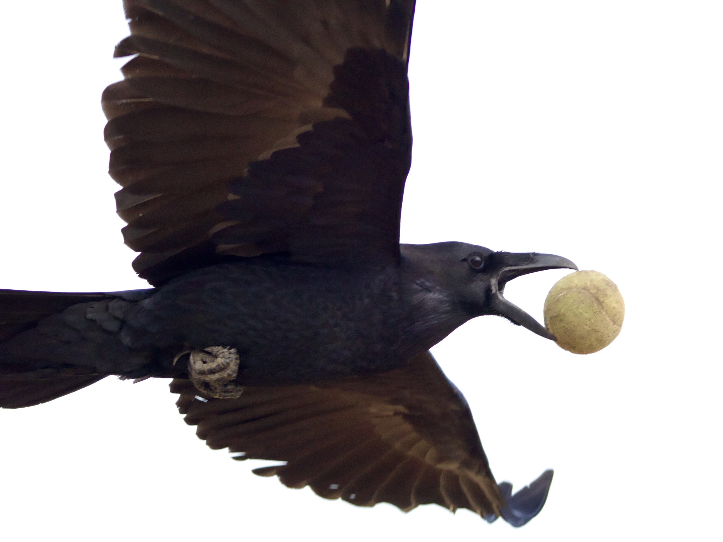 Common Raven Flying with Tennis Ball in San Francisco