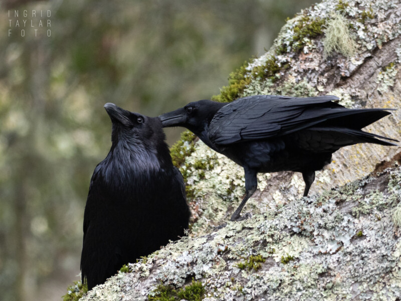Ravens – Ingrid Taylar Foto